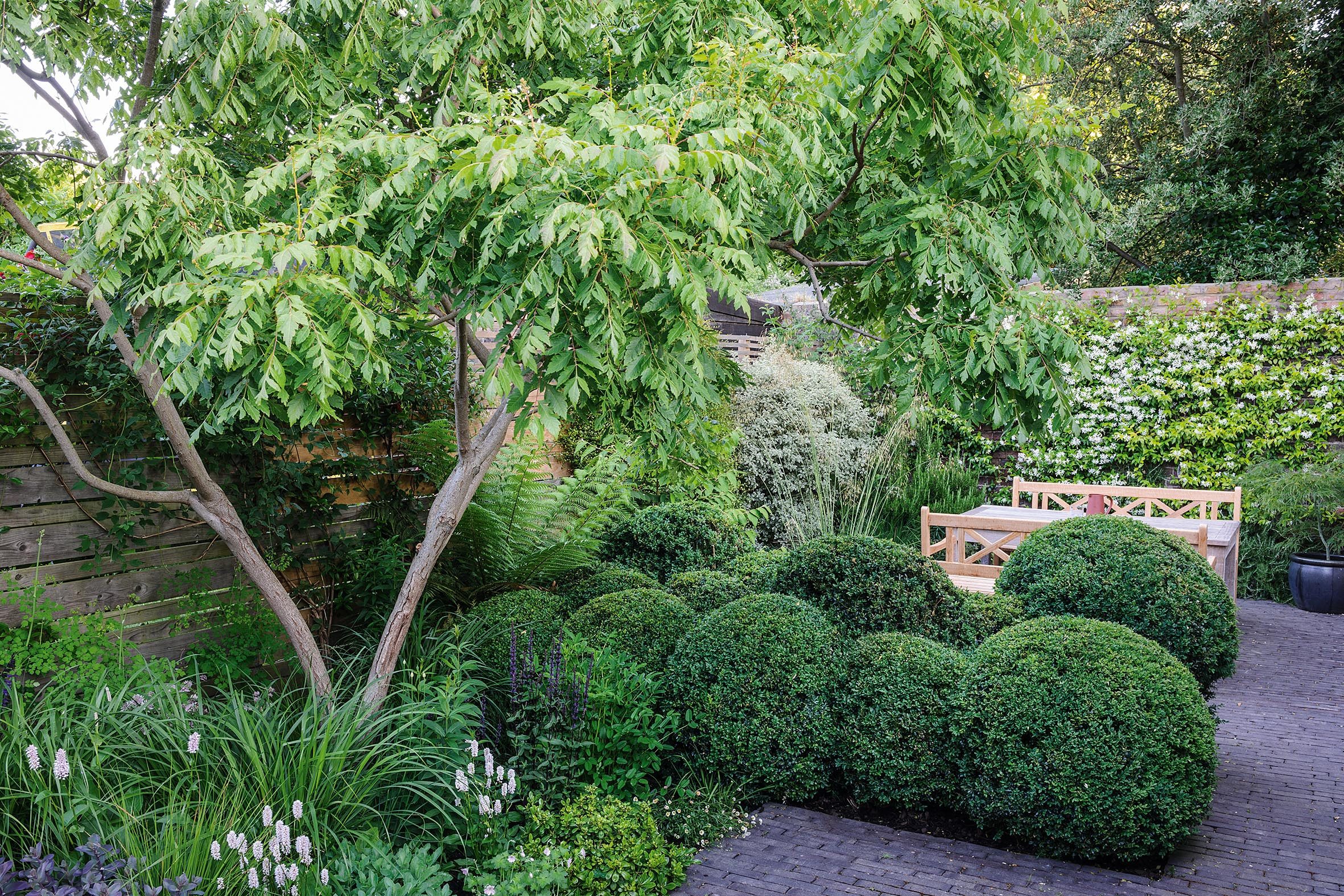 Double rows of tightly clipped box spheres and multi-stemmed trees Cercis siliquastrum and Koelreuteria paniculata are the framework for a simple but strong garden structure of miniature garden rooms.