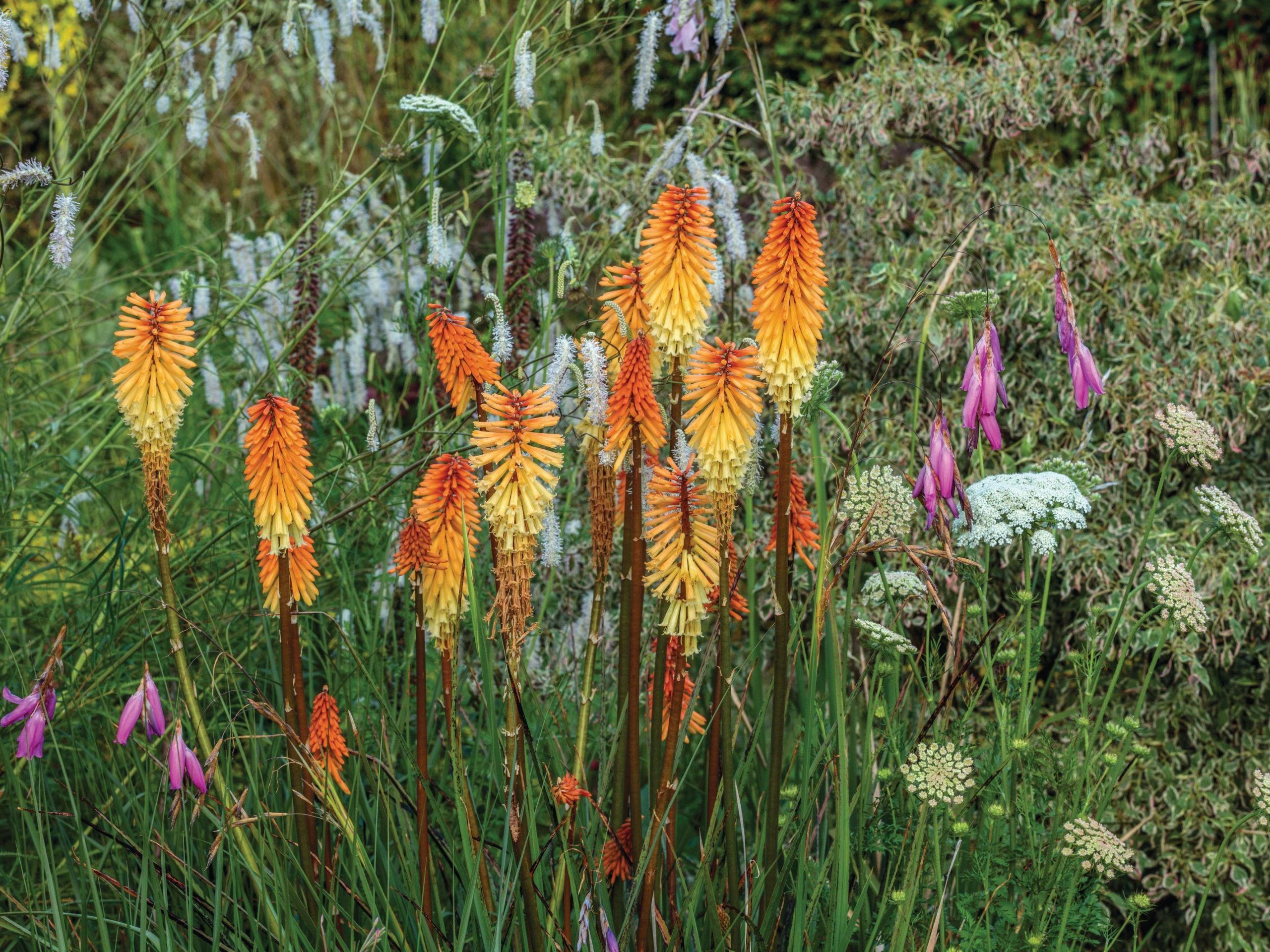 Orange flowers