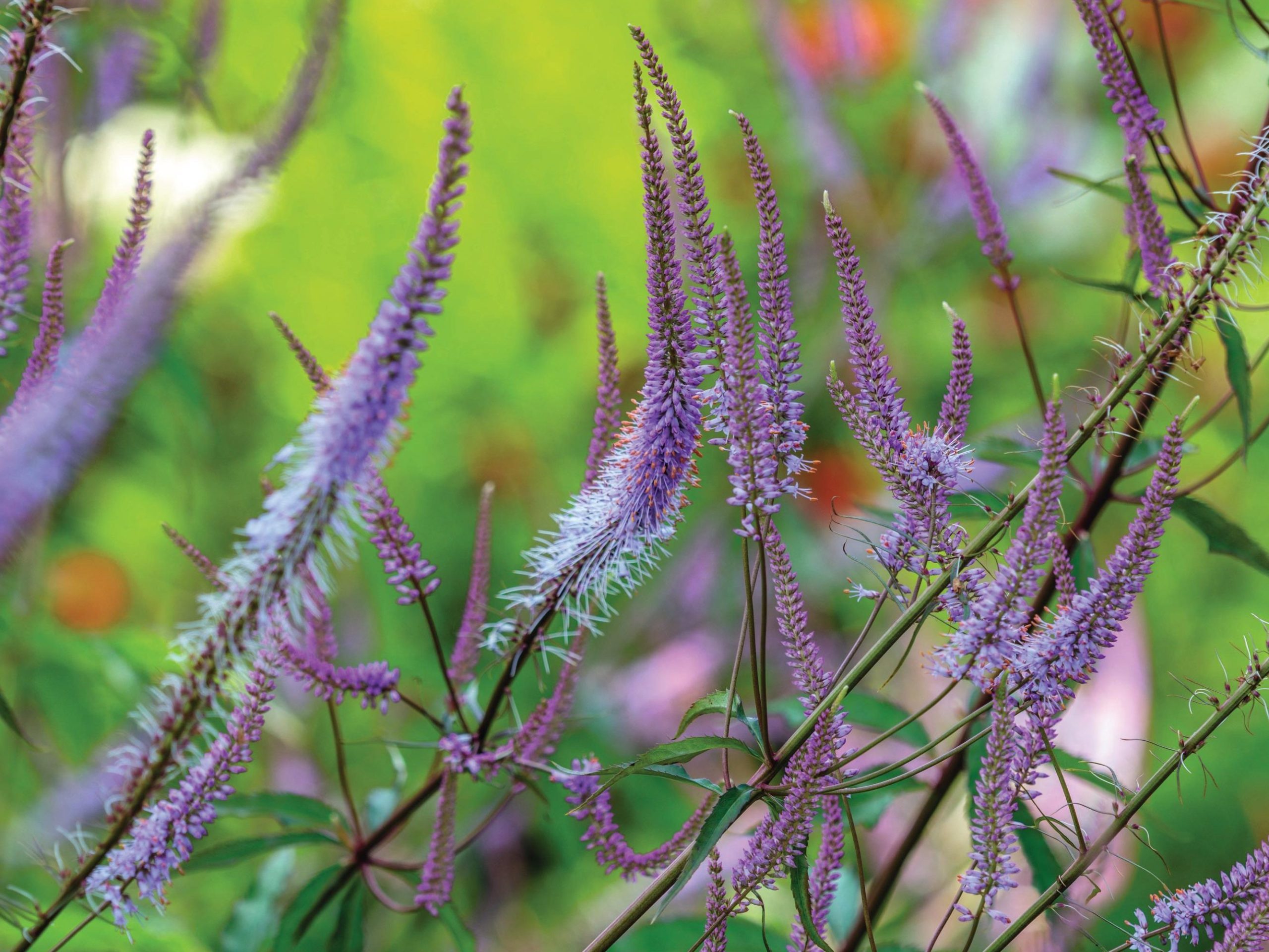 Purple flowers