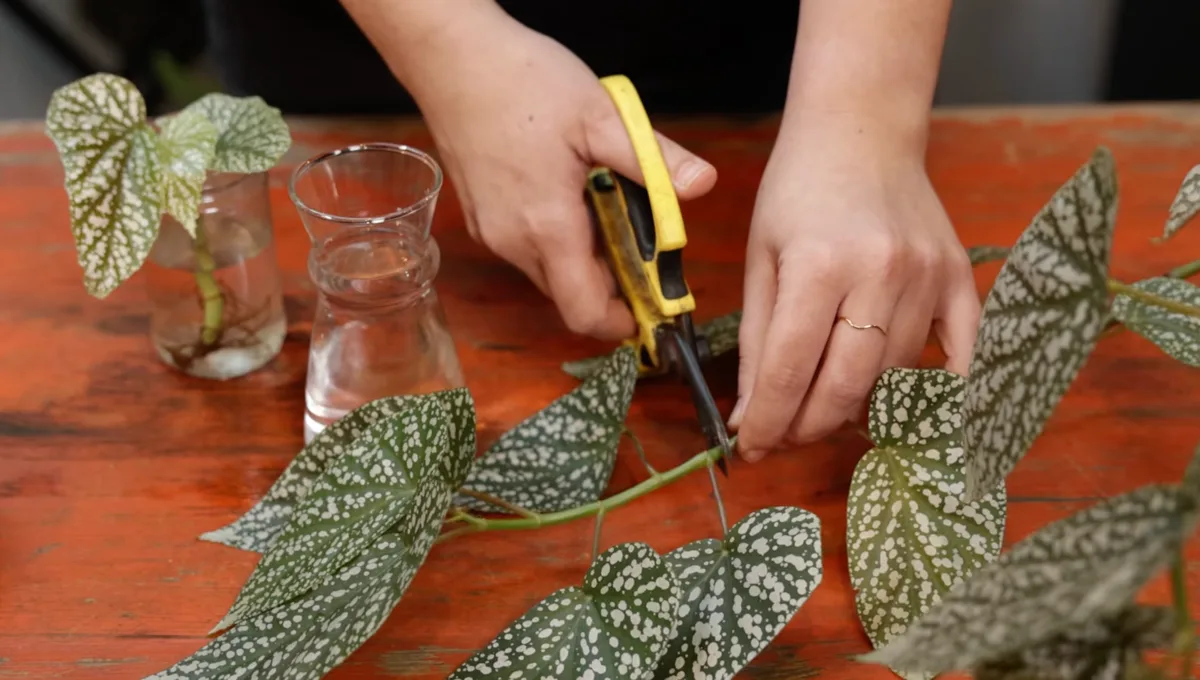 How to propagate your house plants with stem cuttings How to propagate your house plants with stem cuttings