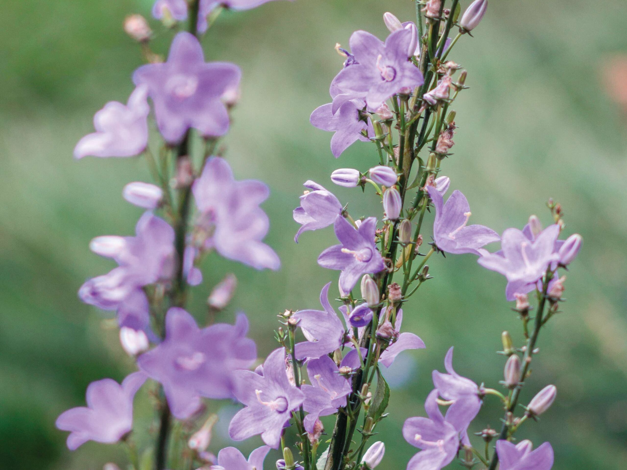 Campanula pyramidalis