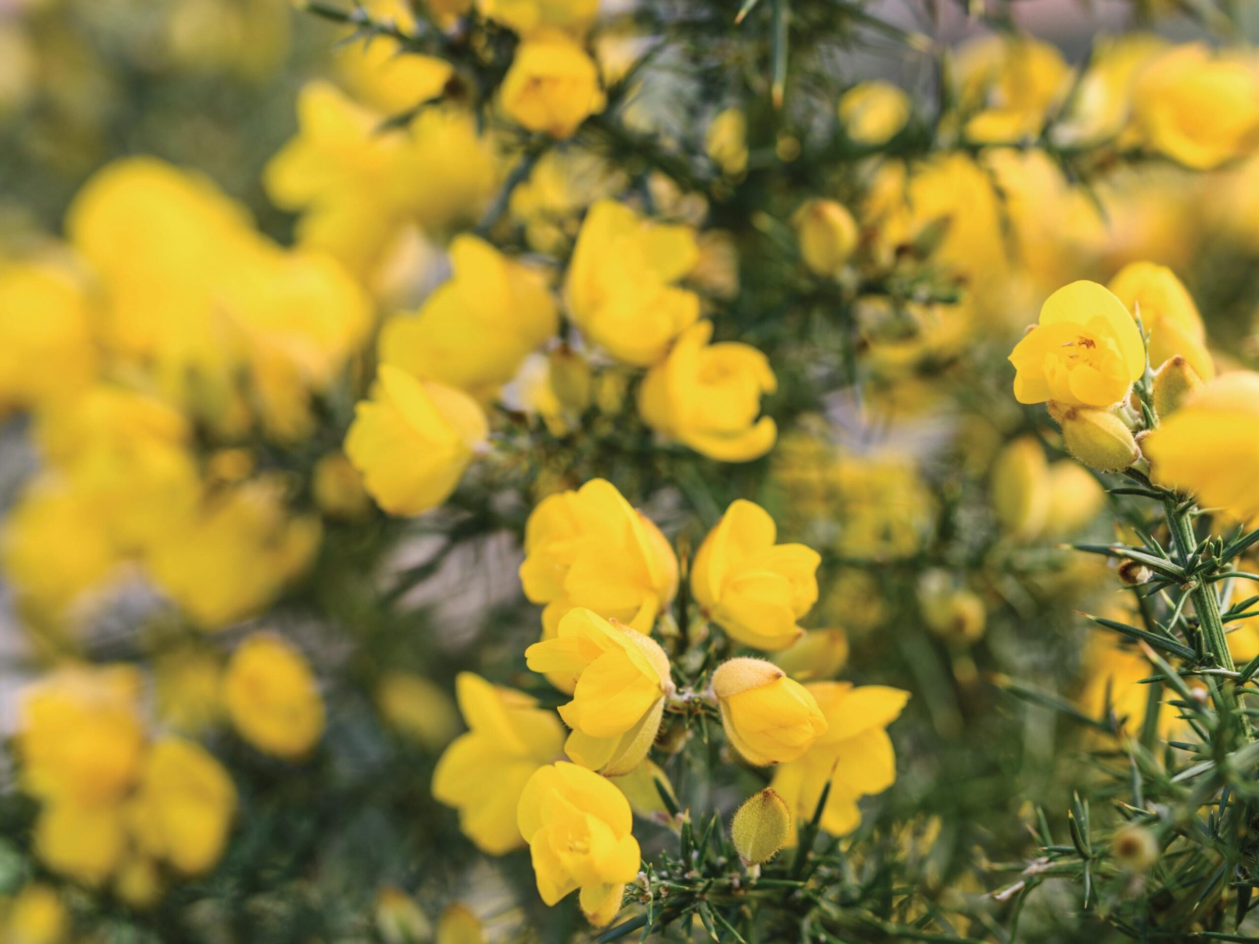 Ulex europaeus ‘flore pleno’