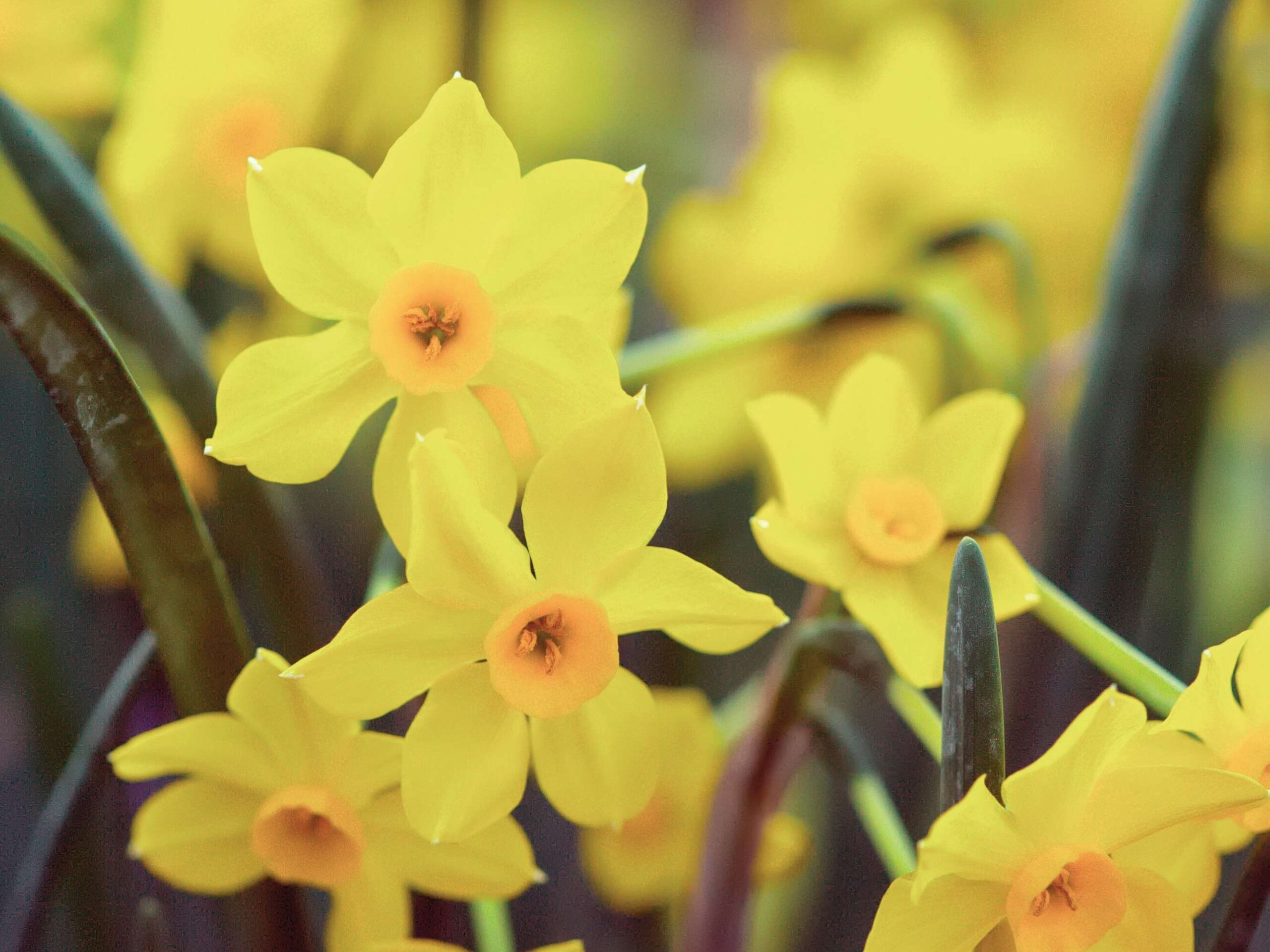 Narcissus ‘Baby Boomer’