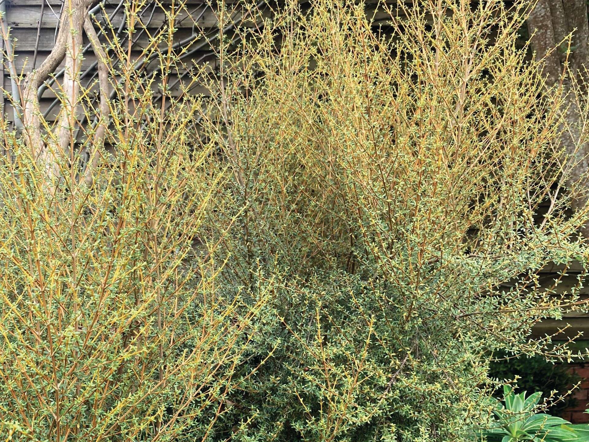 Olearia solandri