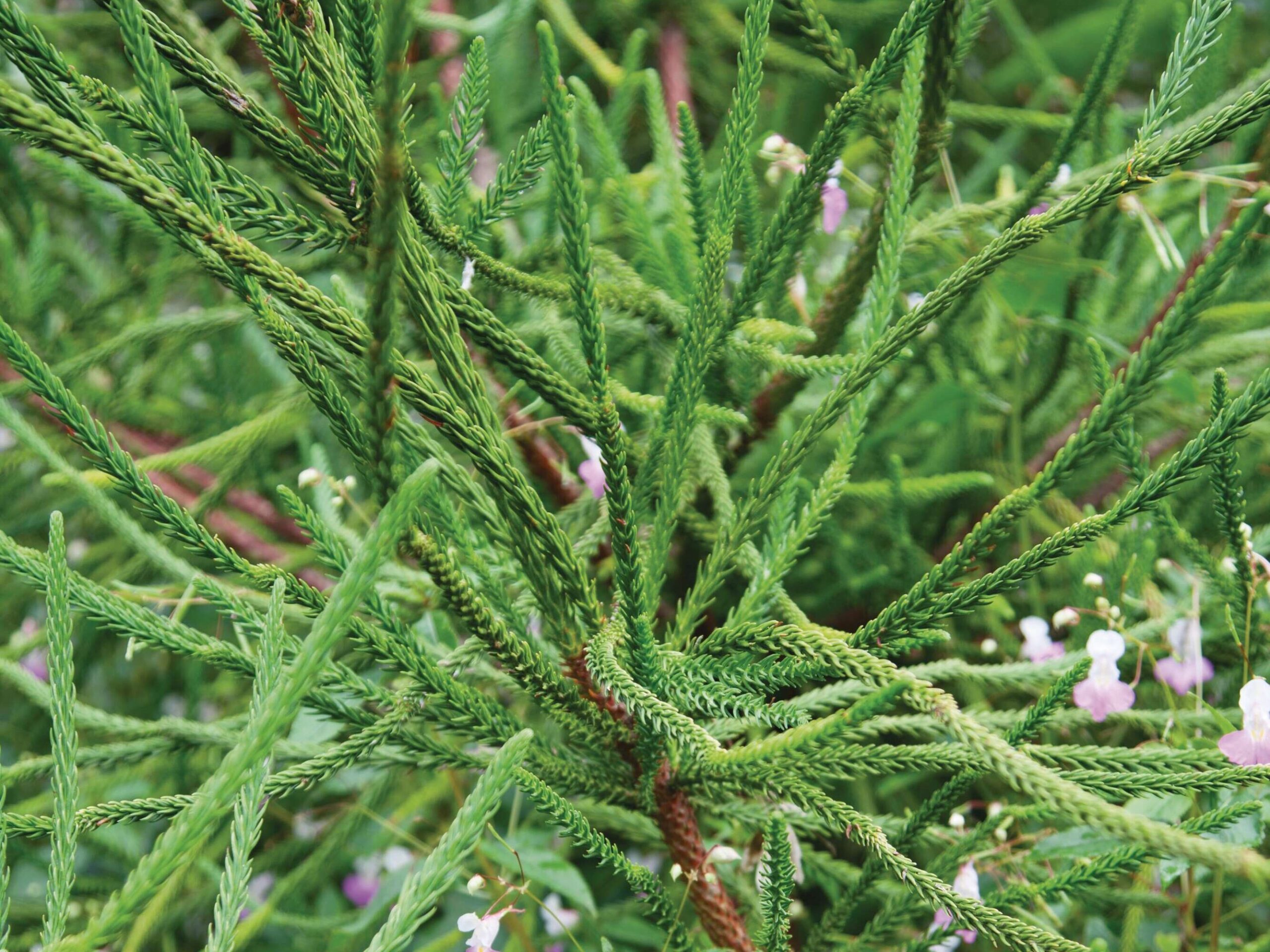 Cryptomeria japonica Araucarioides Group