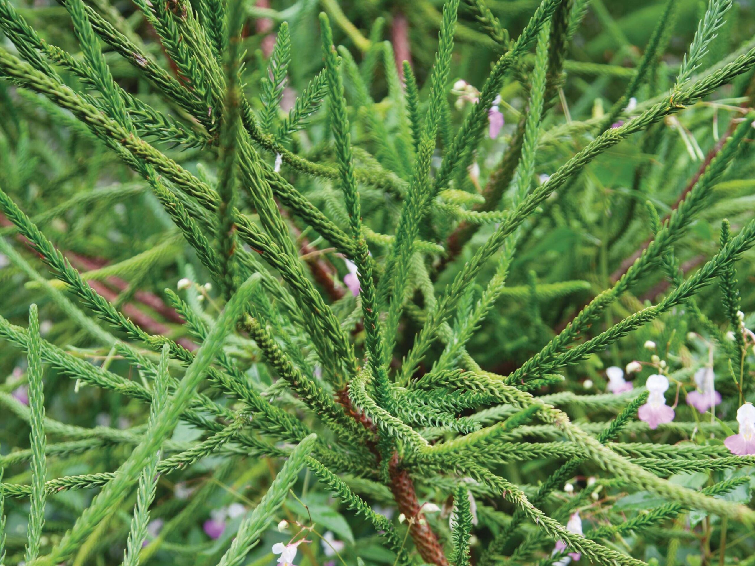 Cryptomeria japonica Araucarioides Group