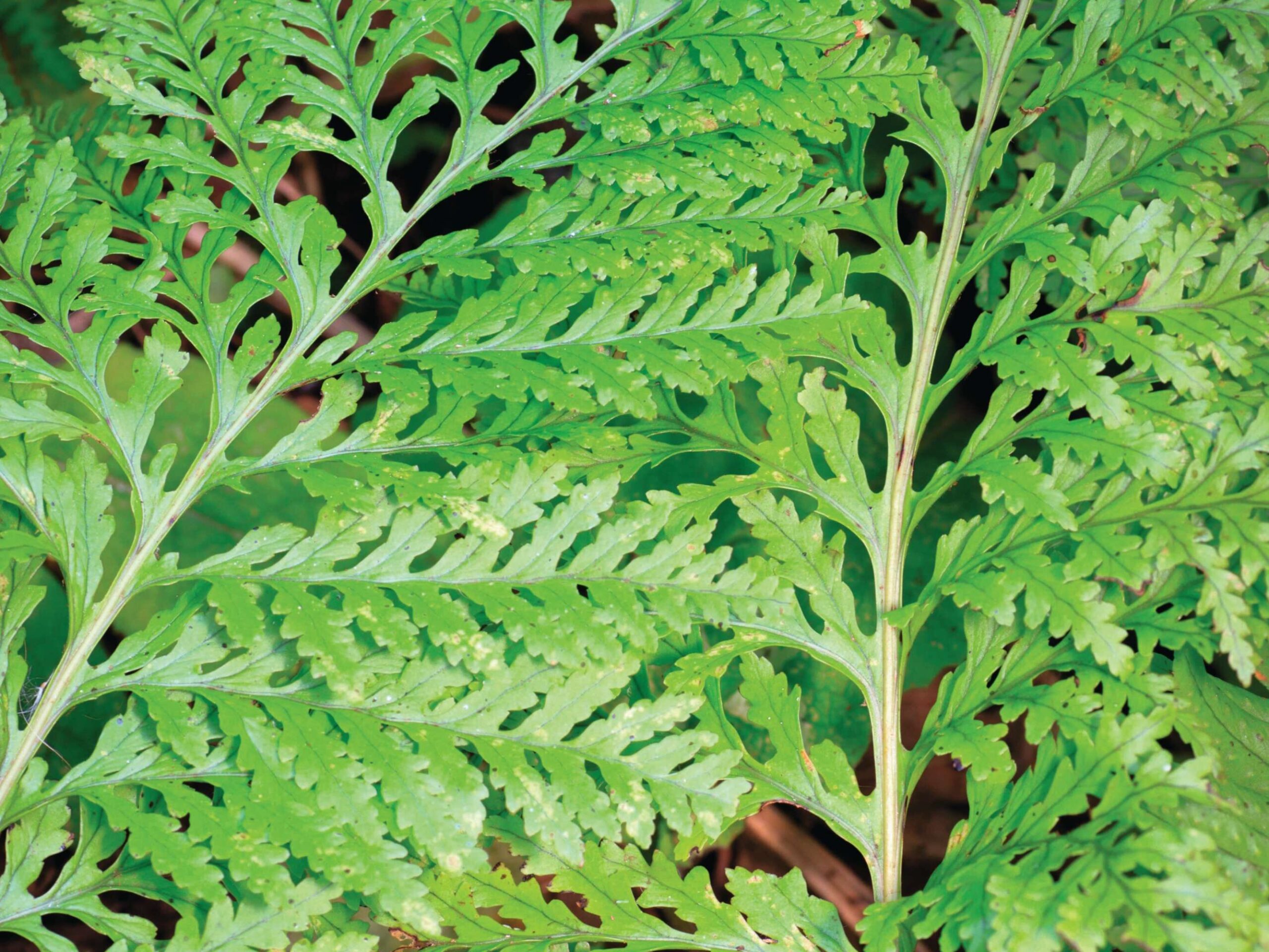 Polypodium x mantoniae ‘Cornubiense’