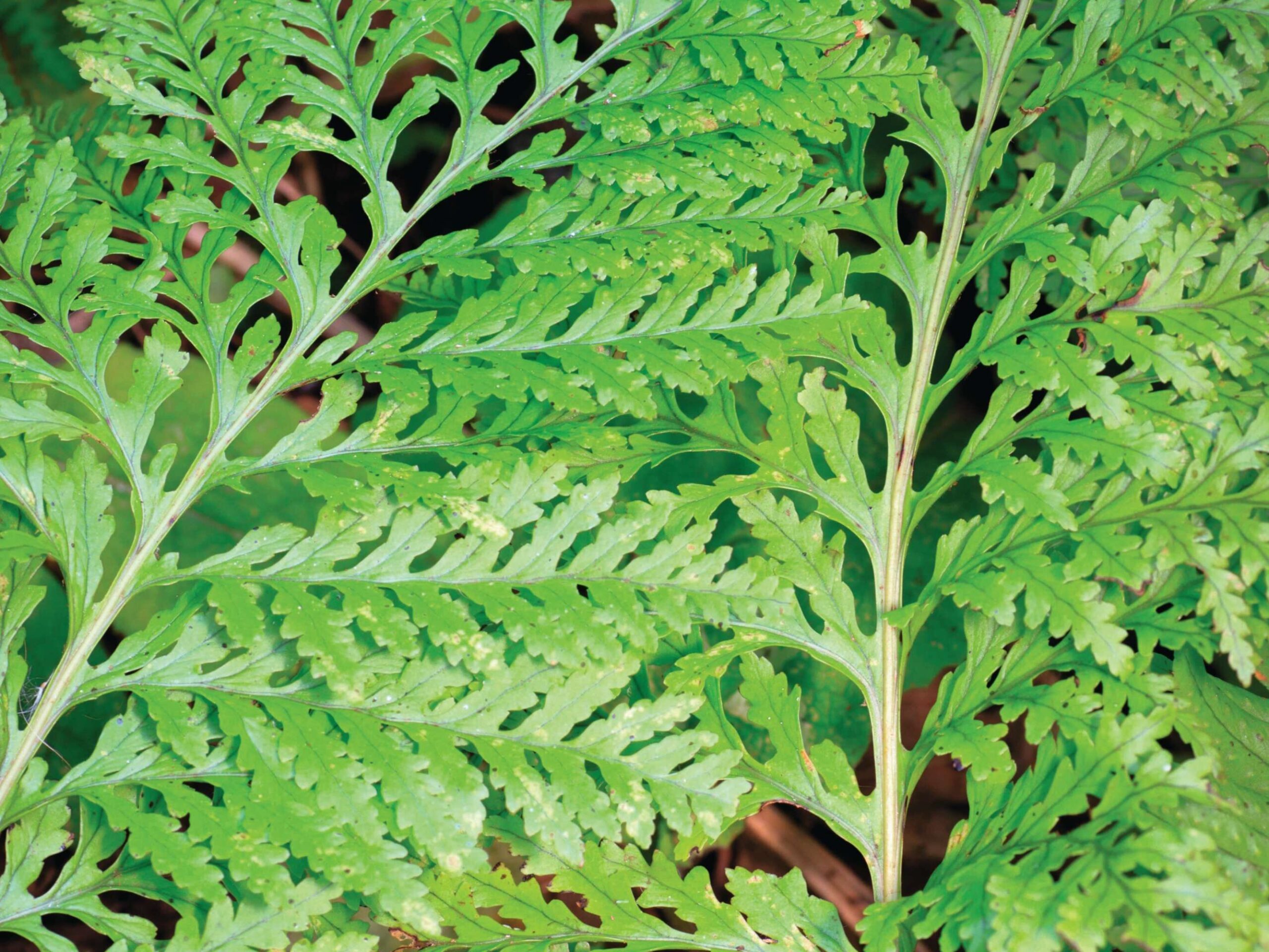 Polypodium x mantoniae ‘Cornubiense’