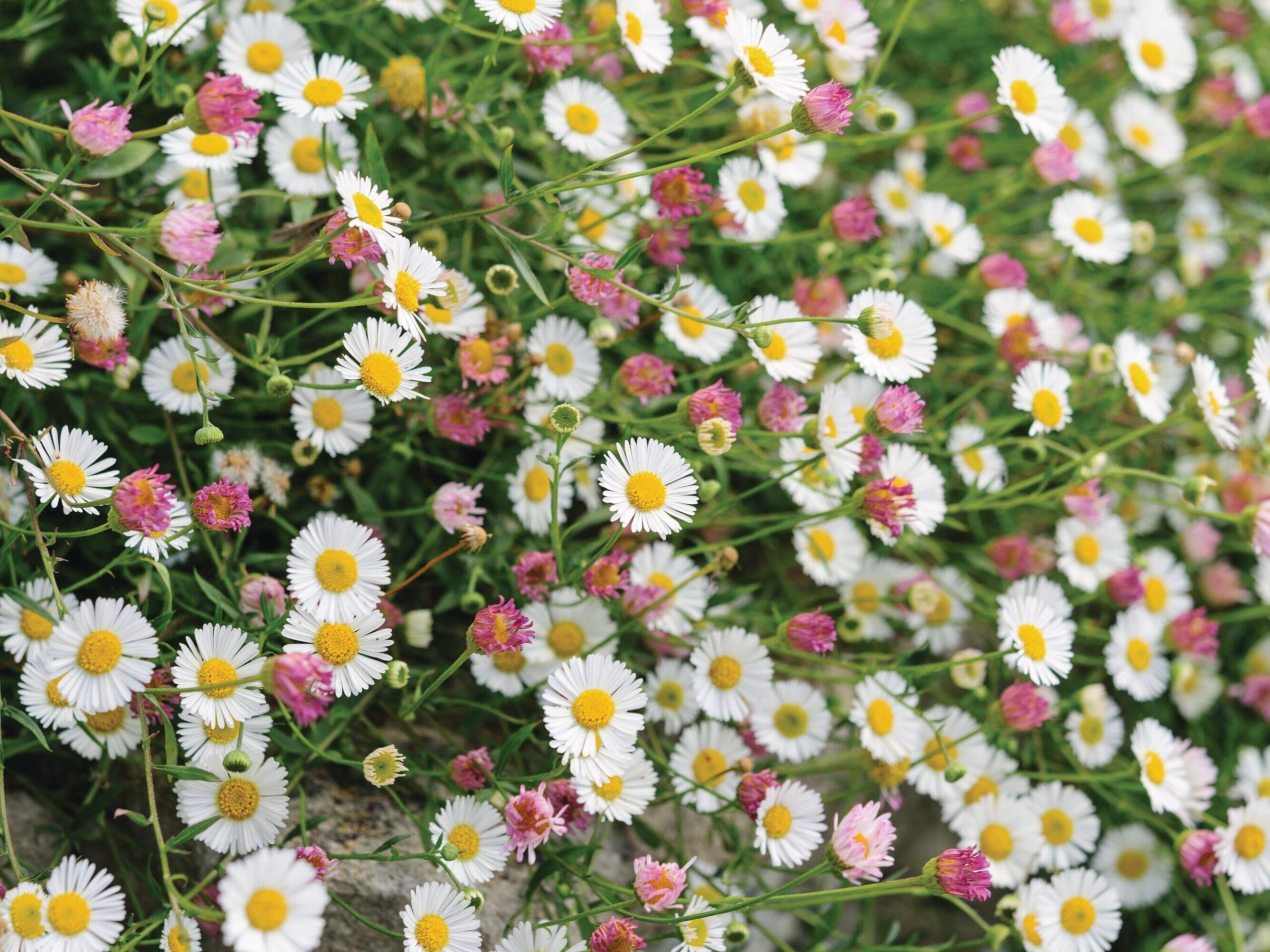 Erigeron karvinskianus