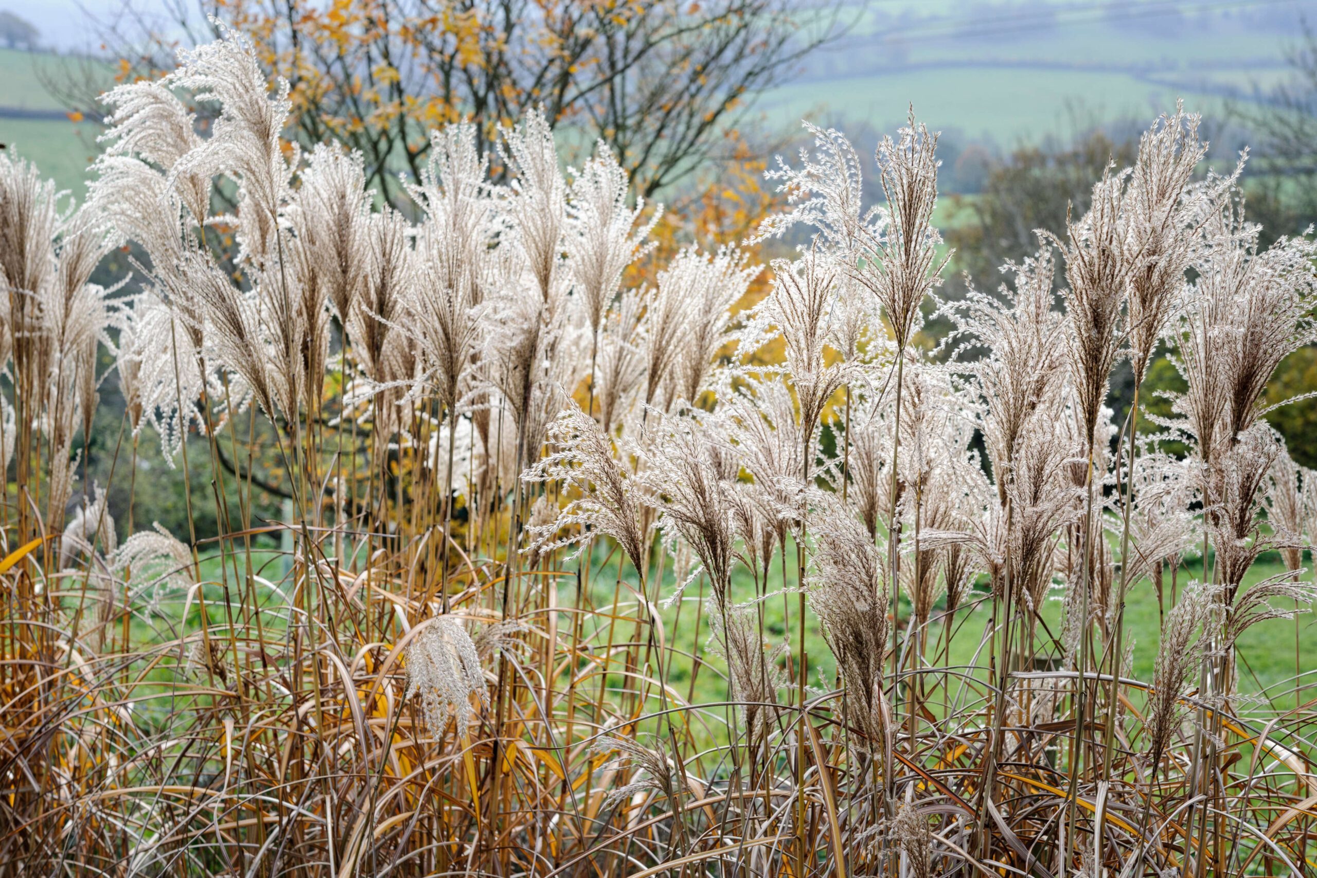 Miscanthus sinensis