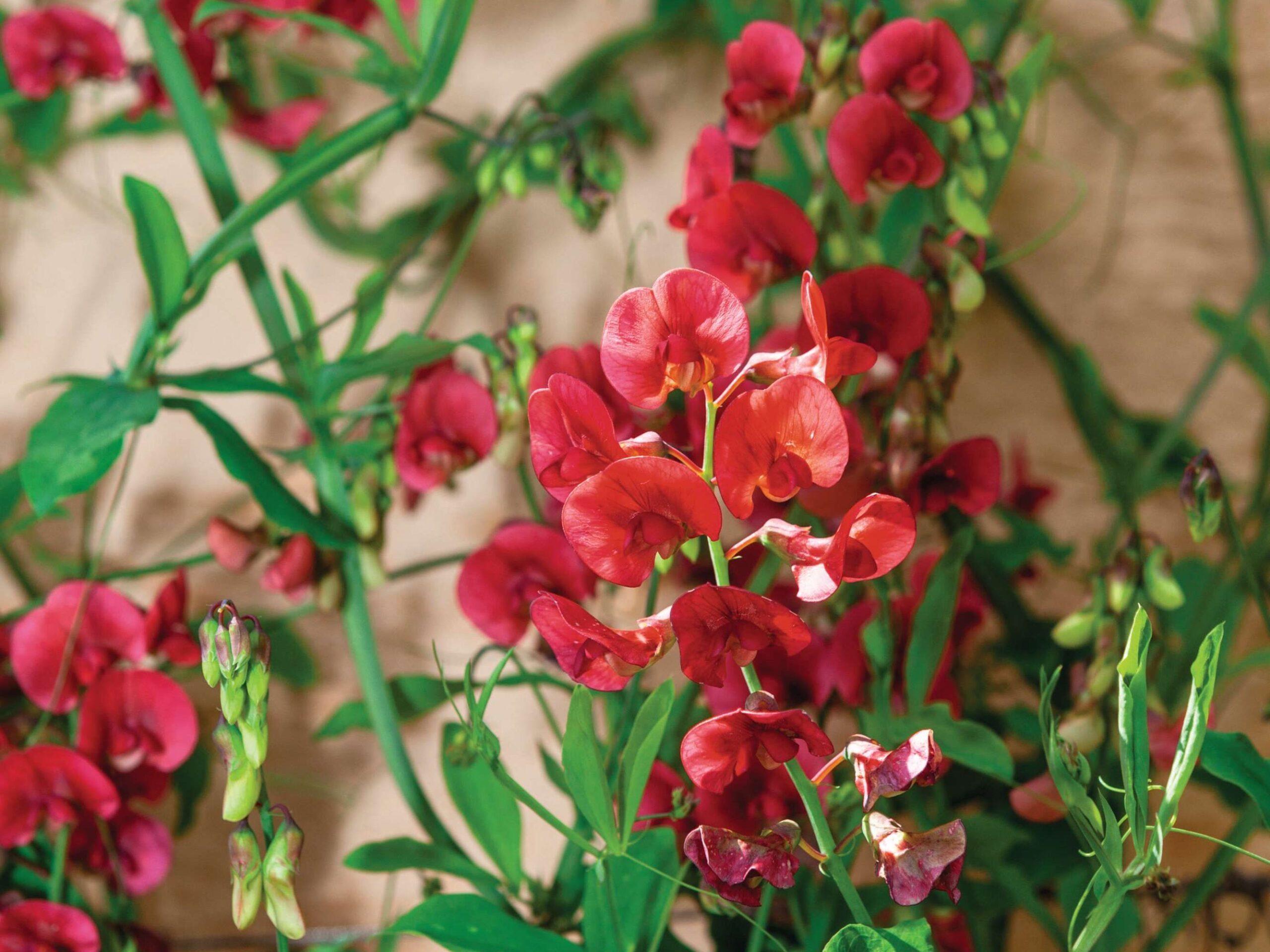 Lathyrus rotundifolius