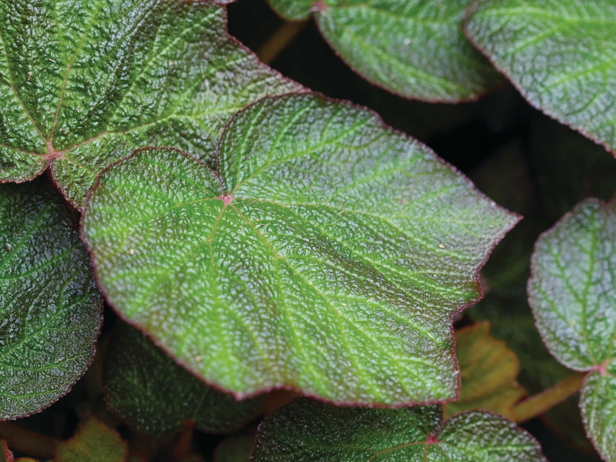 Begonia soli-mutata