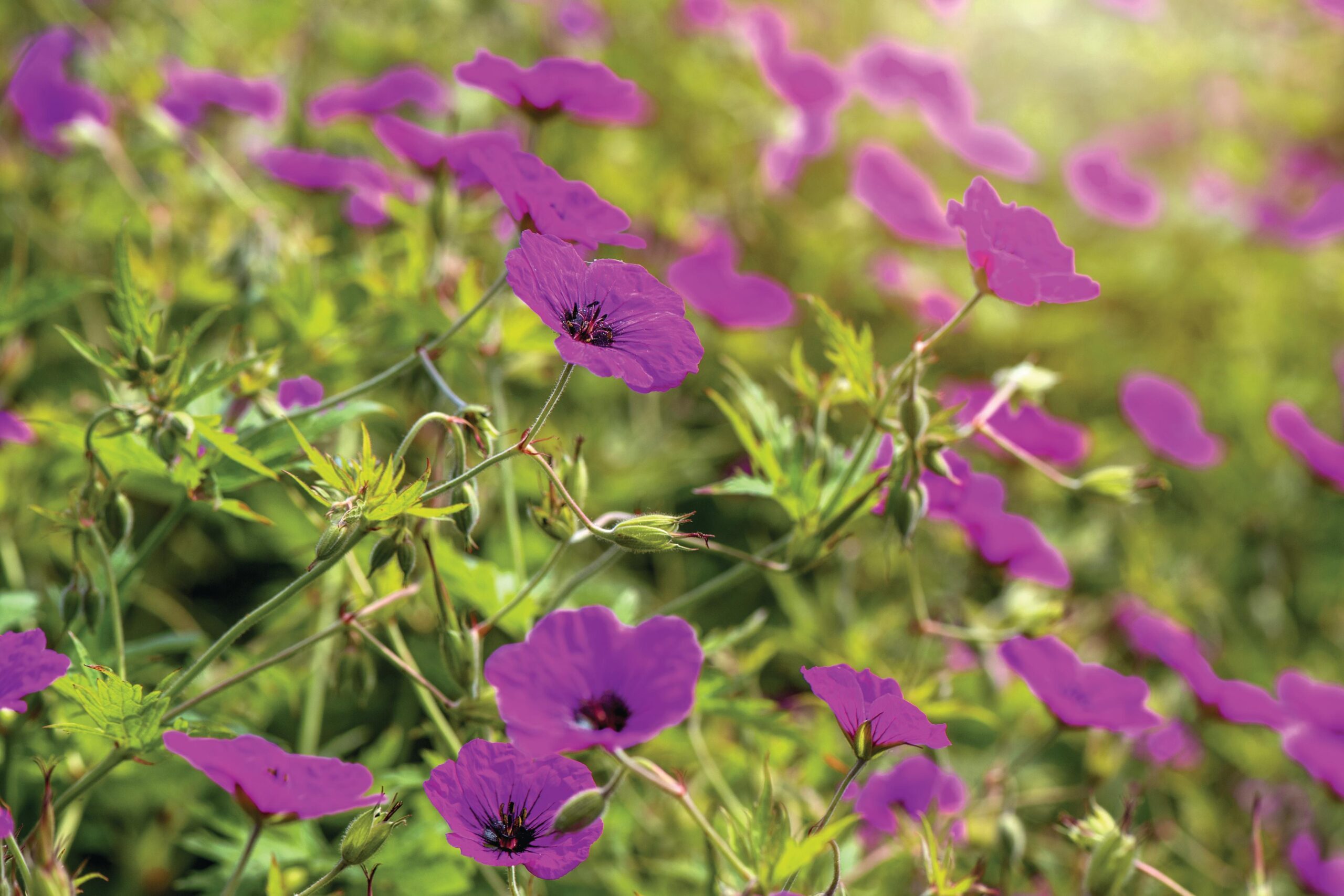 Geranium ‘Ann Folkard’