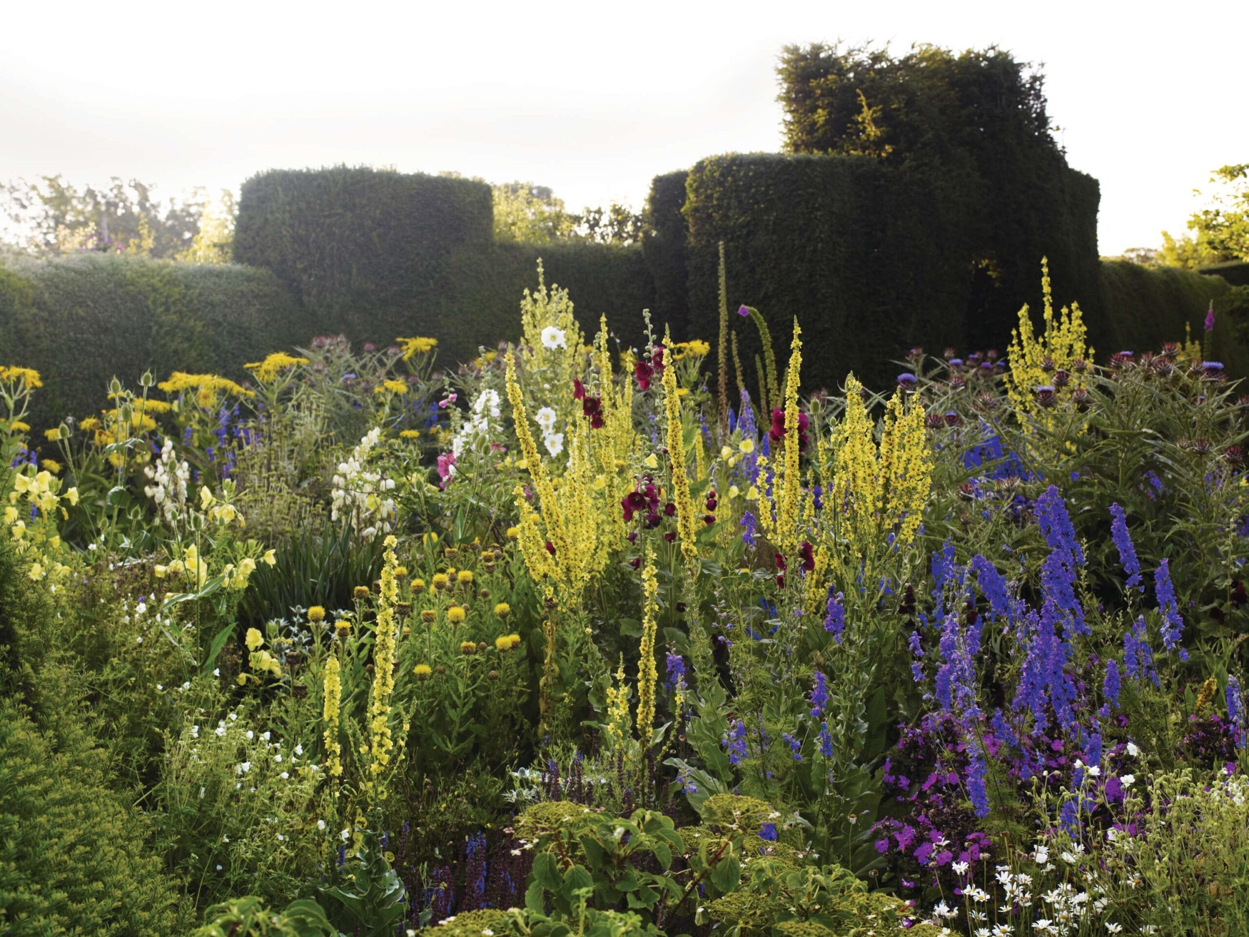 Verbascum olympicum