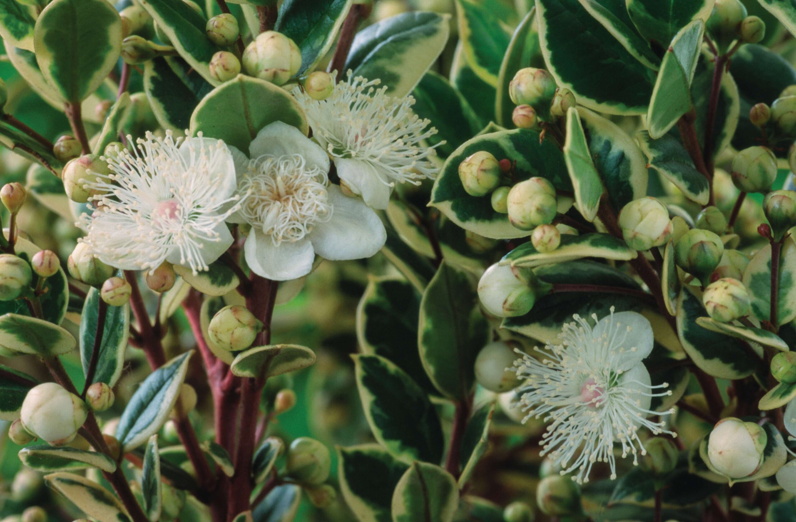 Luma apiculata ‘Glanleam Gold’