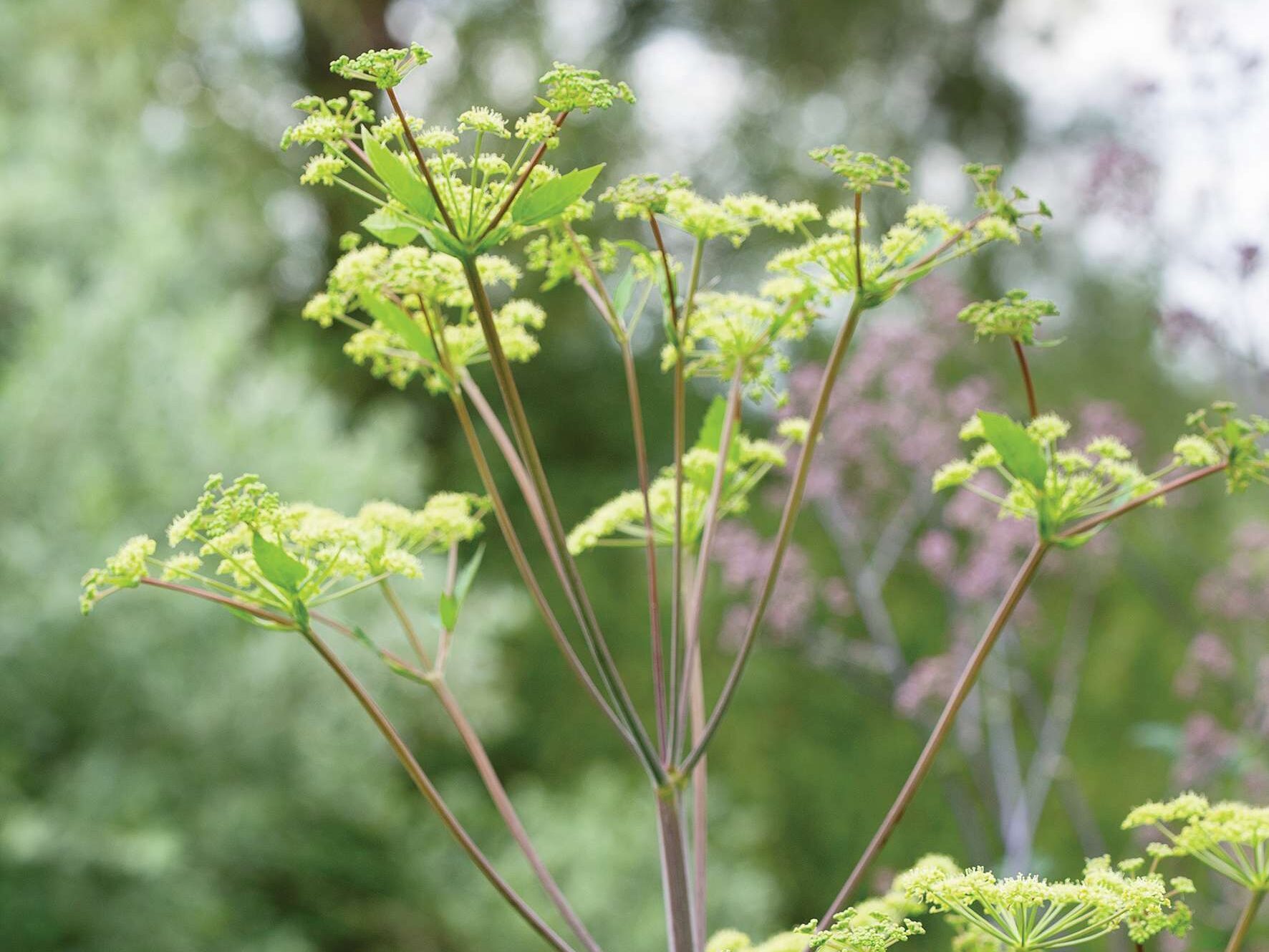 Peucedanum verticillare