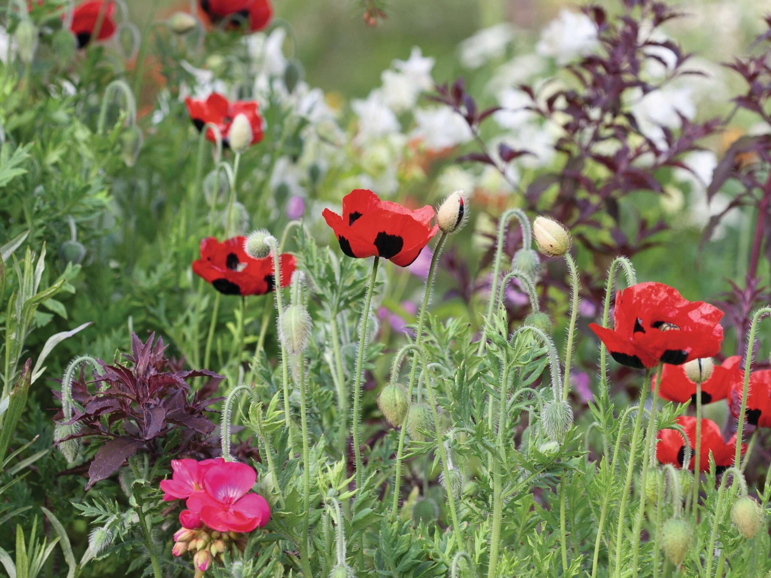 Papaver commutatum ‘Ladybird’