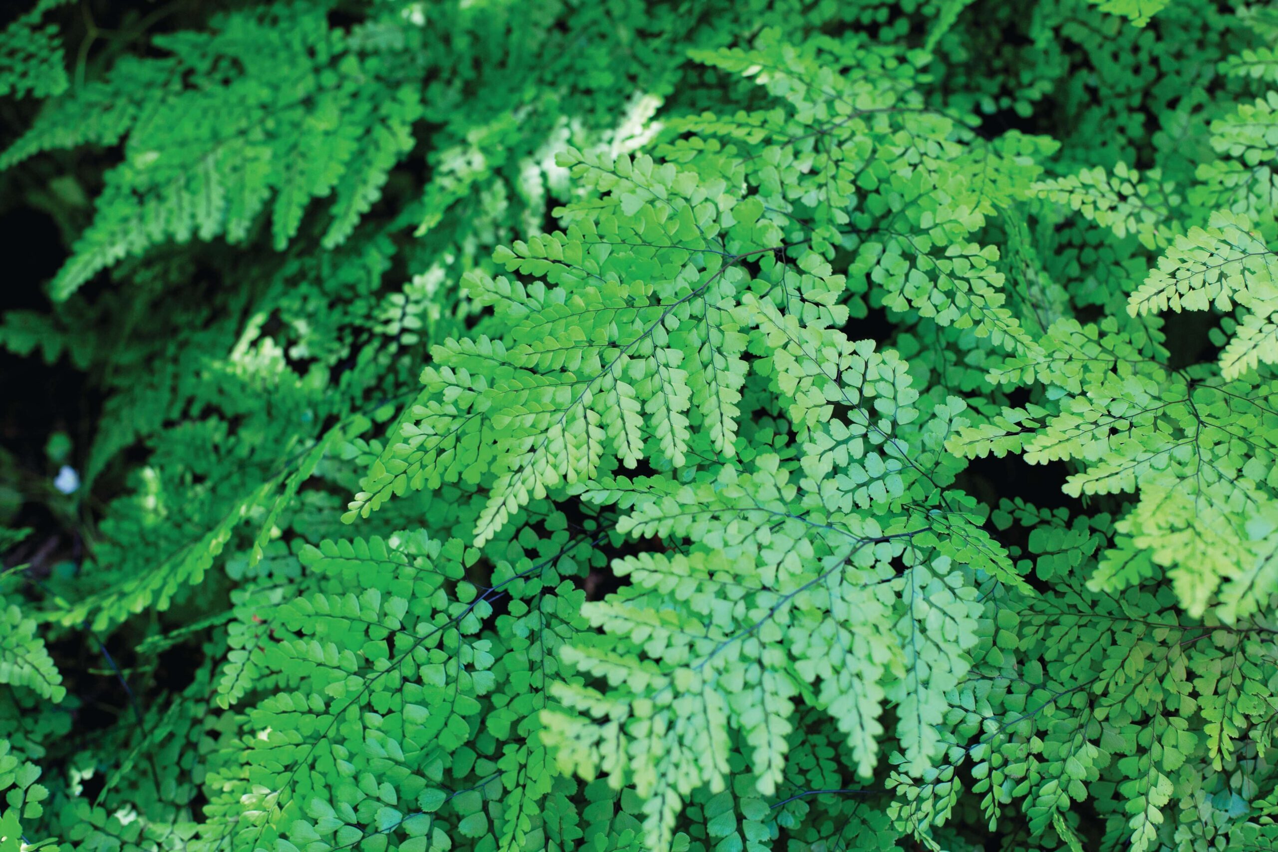 Adiantum venustum