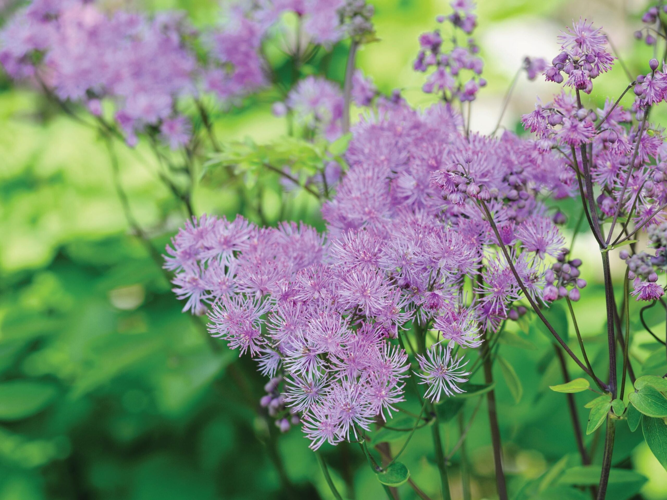 Thalictrum ‘Black Stockings’