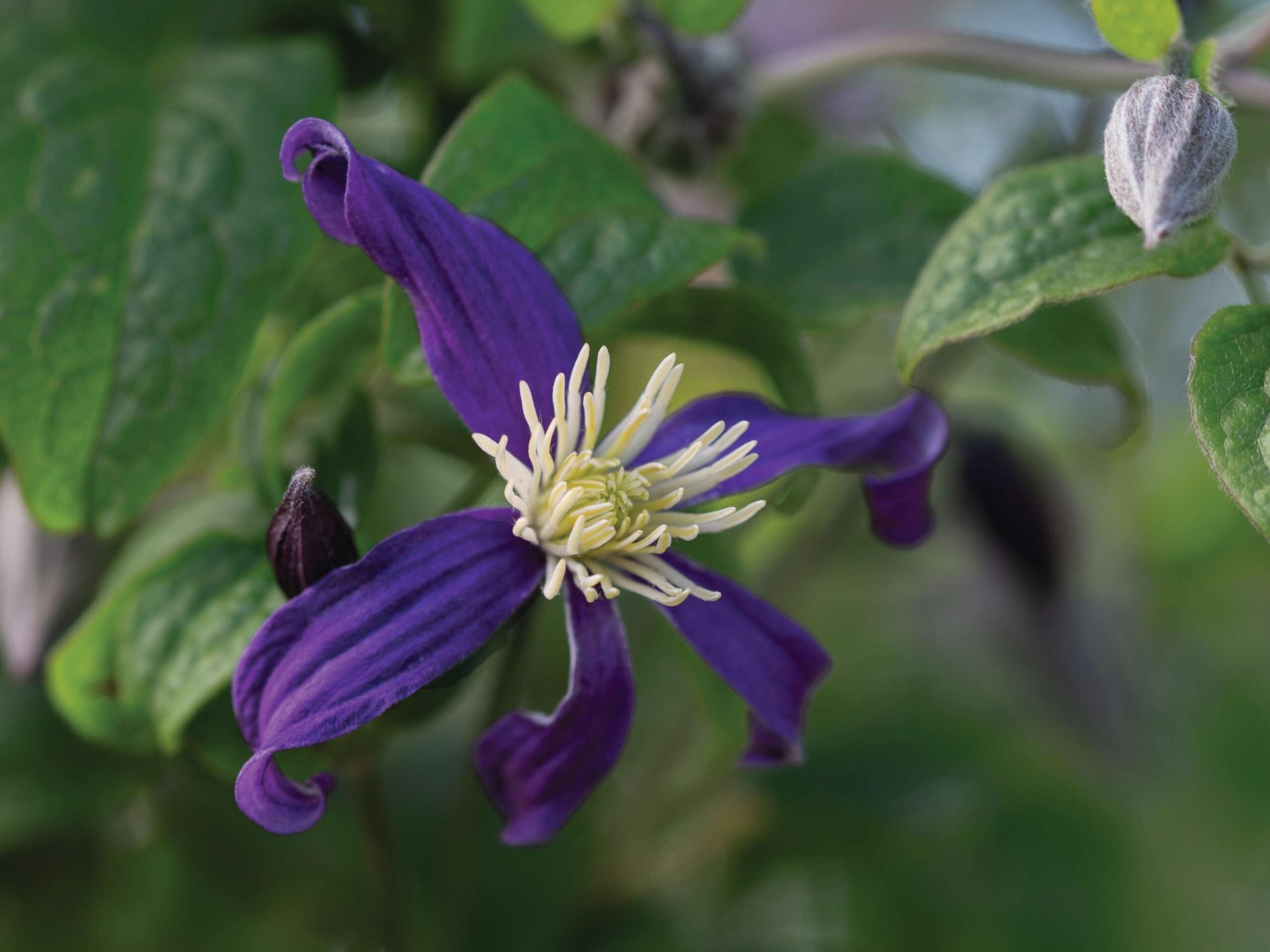 Clematis x aromatica