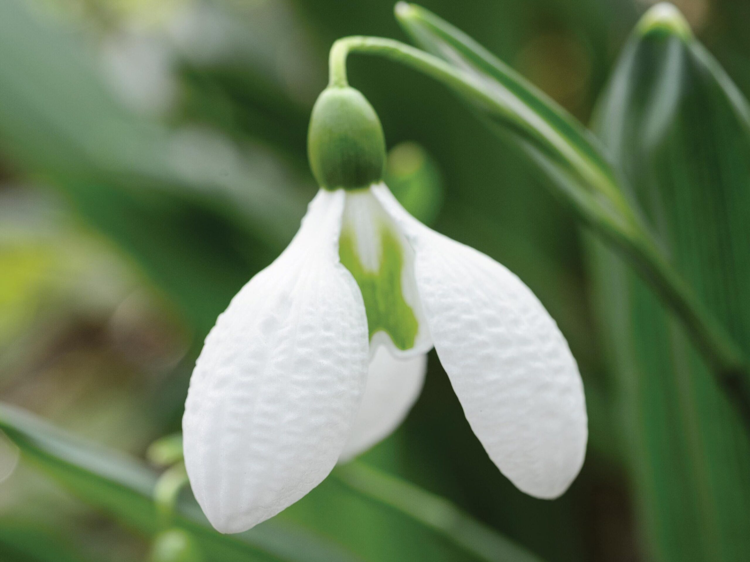 Galanthus plicatus ‘Augustus’