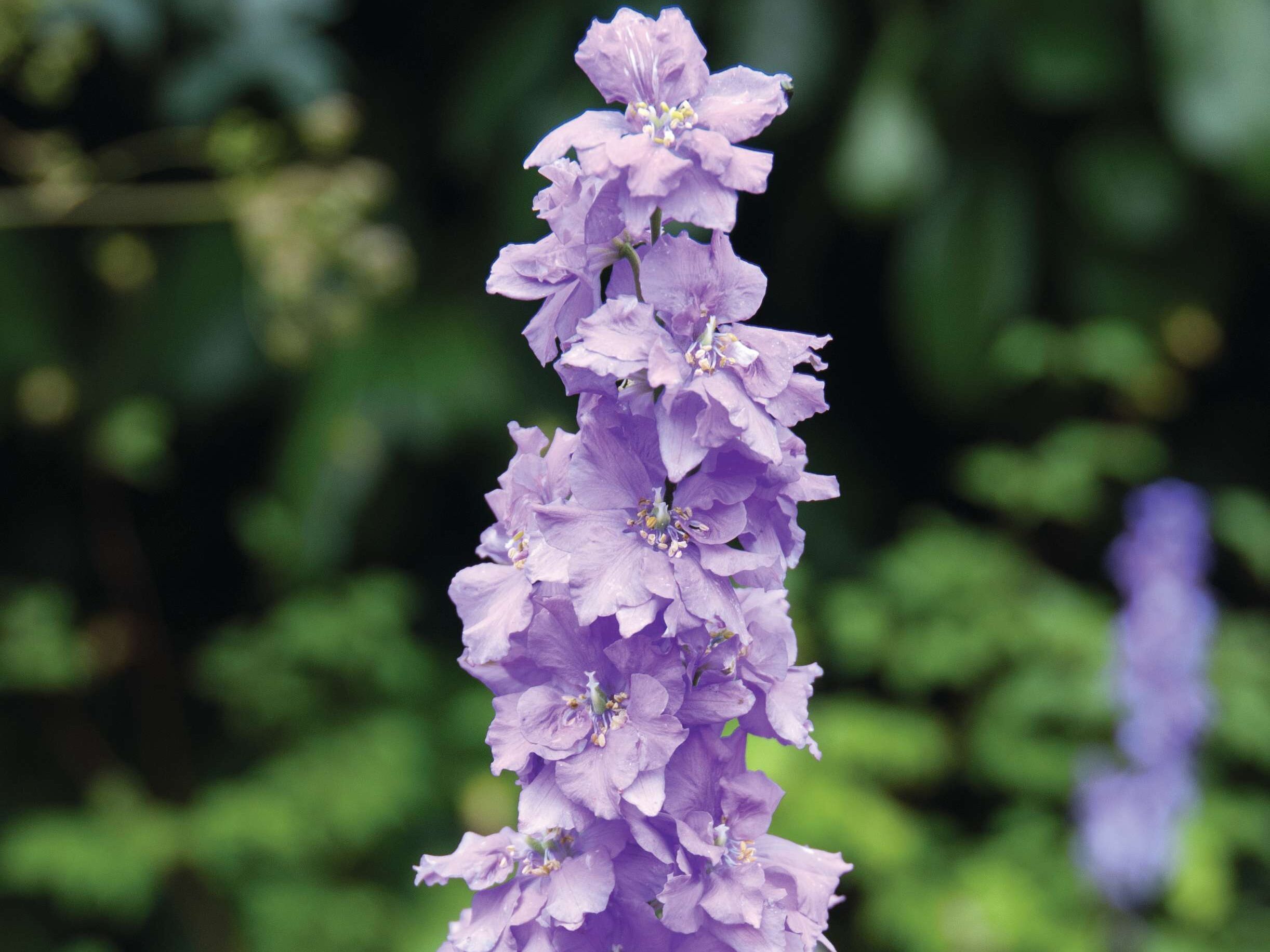 Consolida ‘Sublime Lilac’