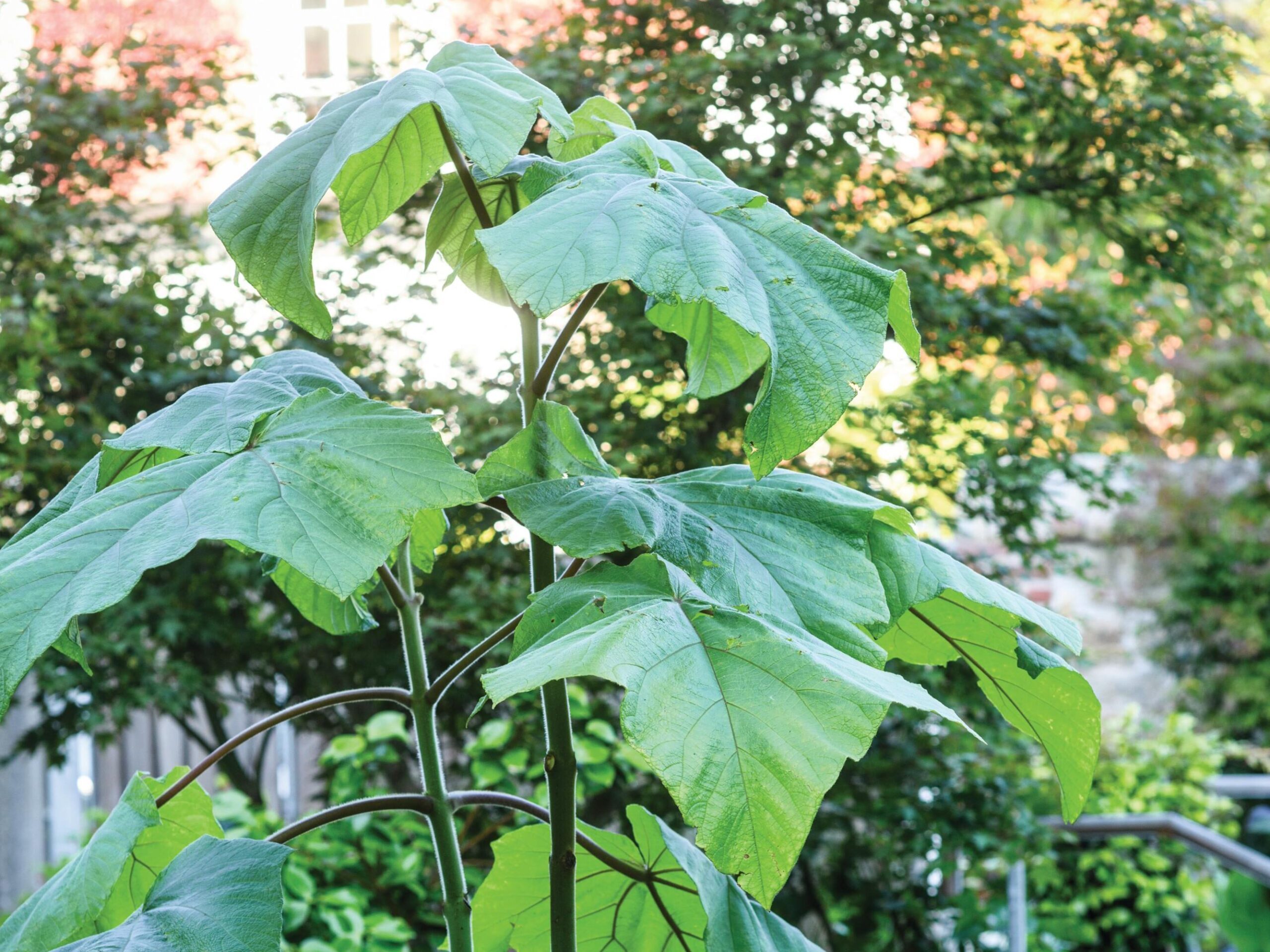 Paulownia tomentosa