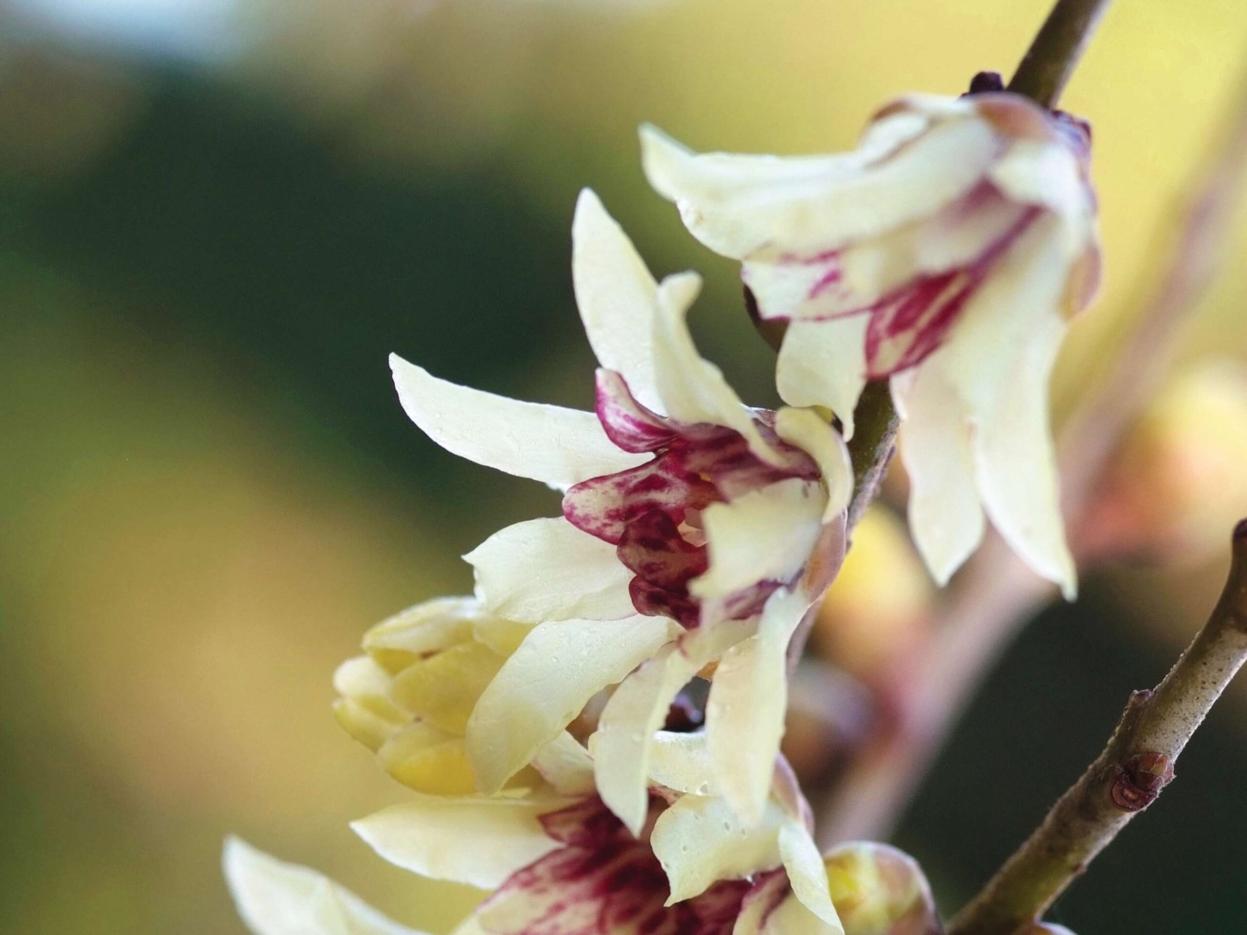 Chimonanthus praecox