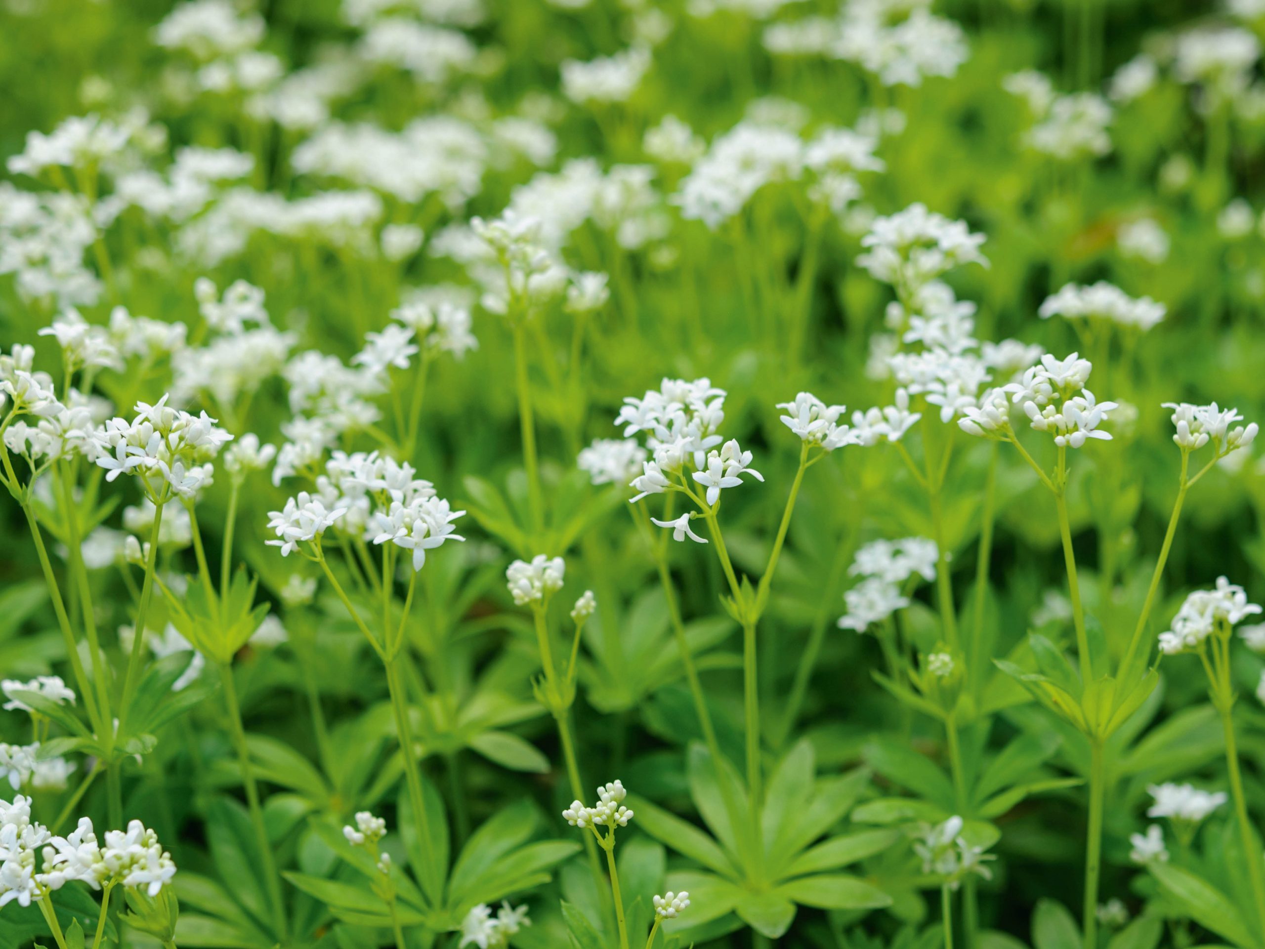 Galium odoratum
