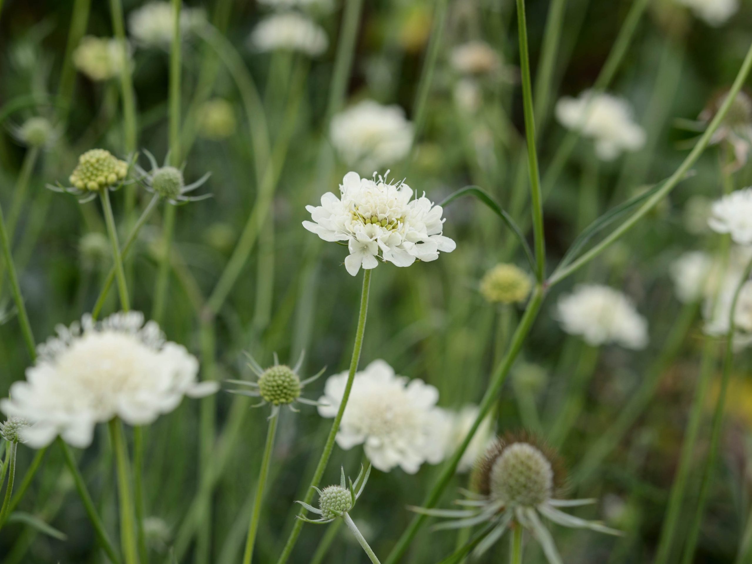 Scabiosa columbaria subsp. ochroleuca