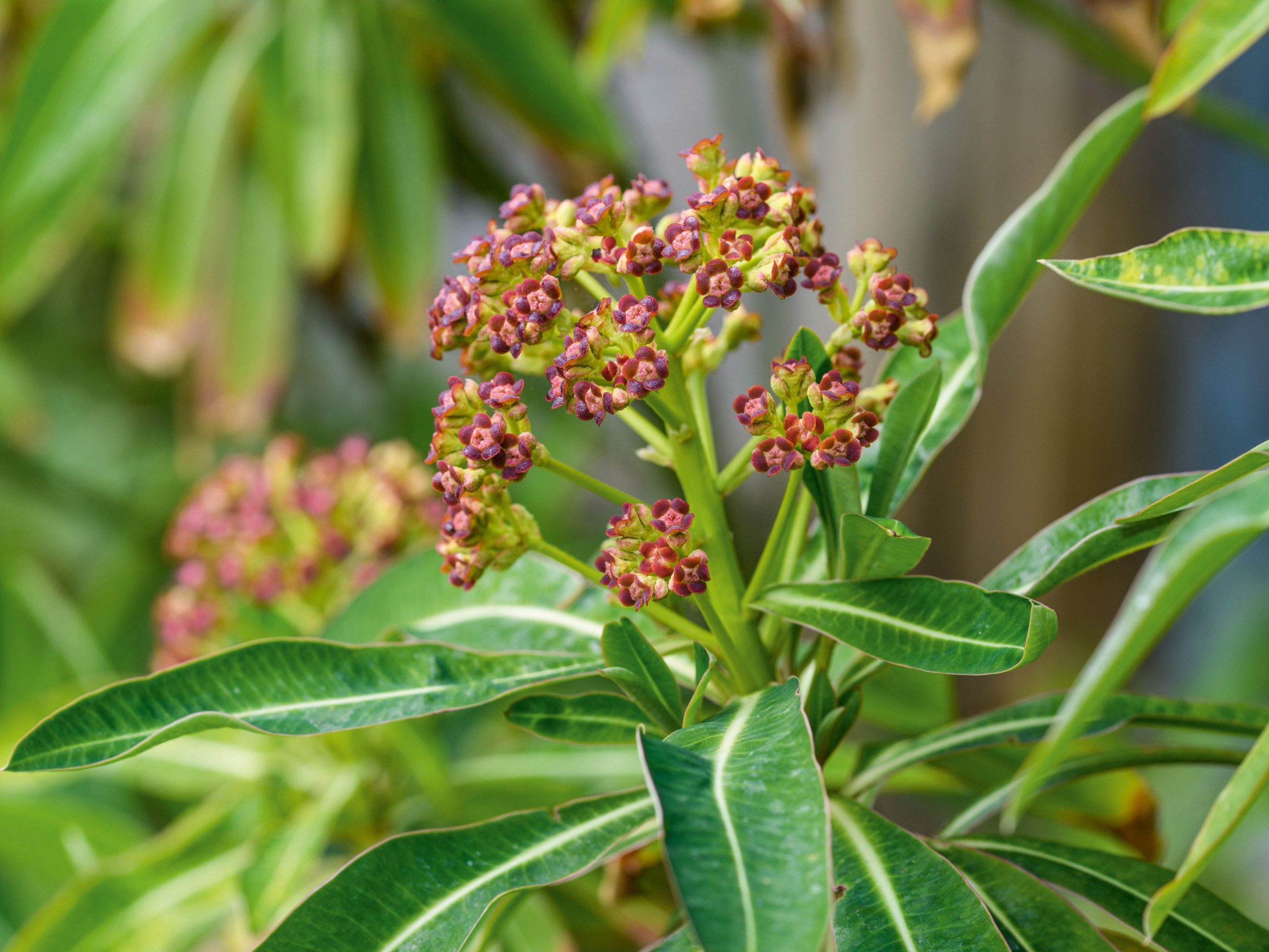 Euphorbia mellifera 