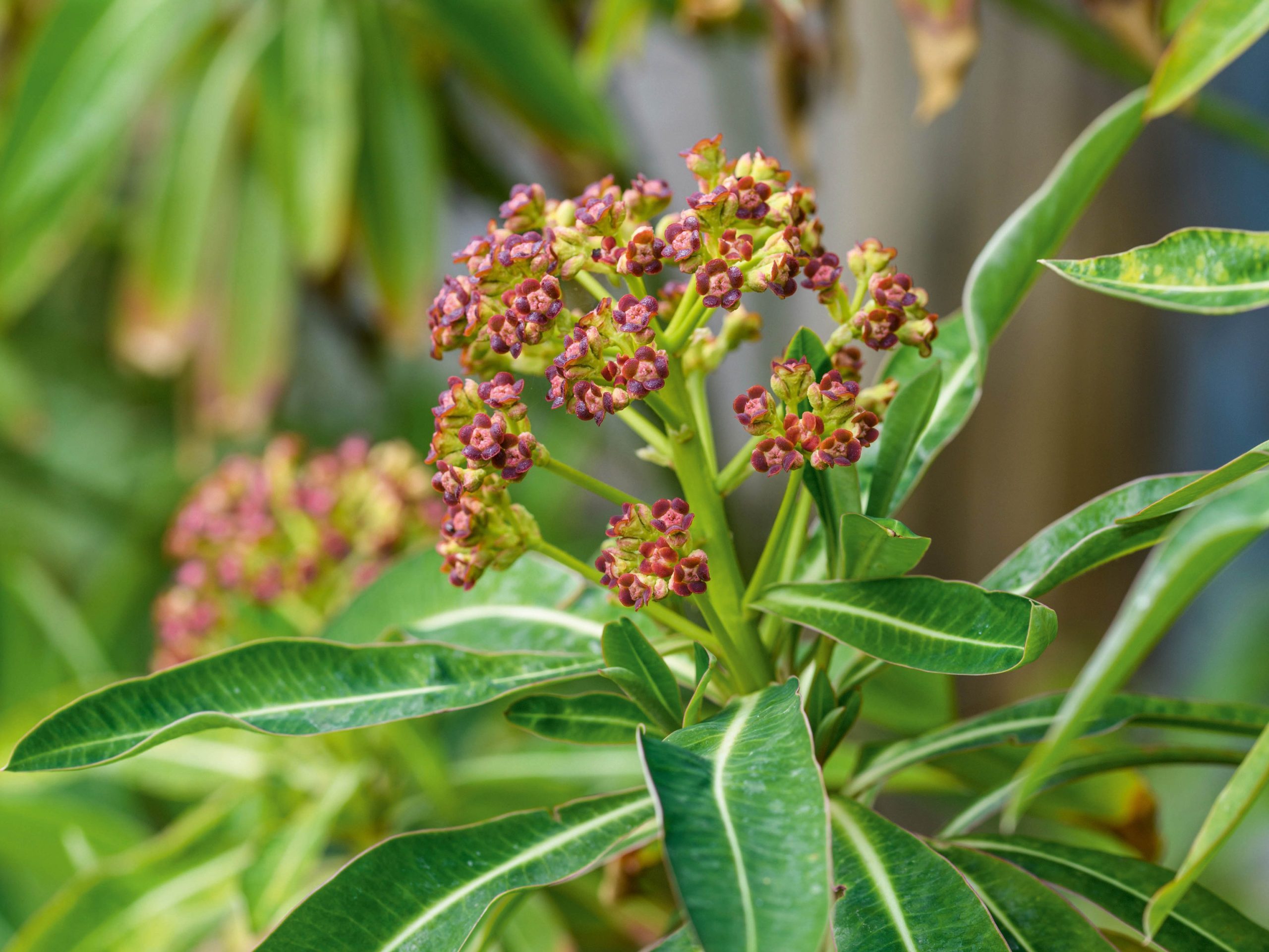 Euphorbia mellifera