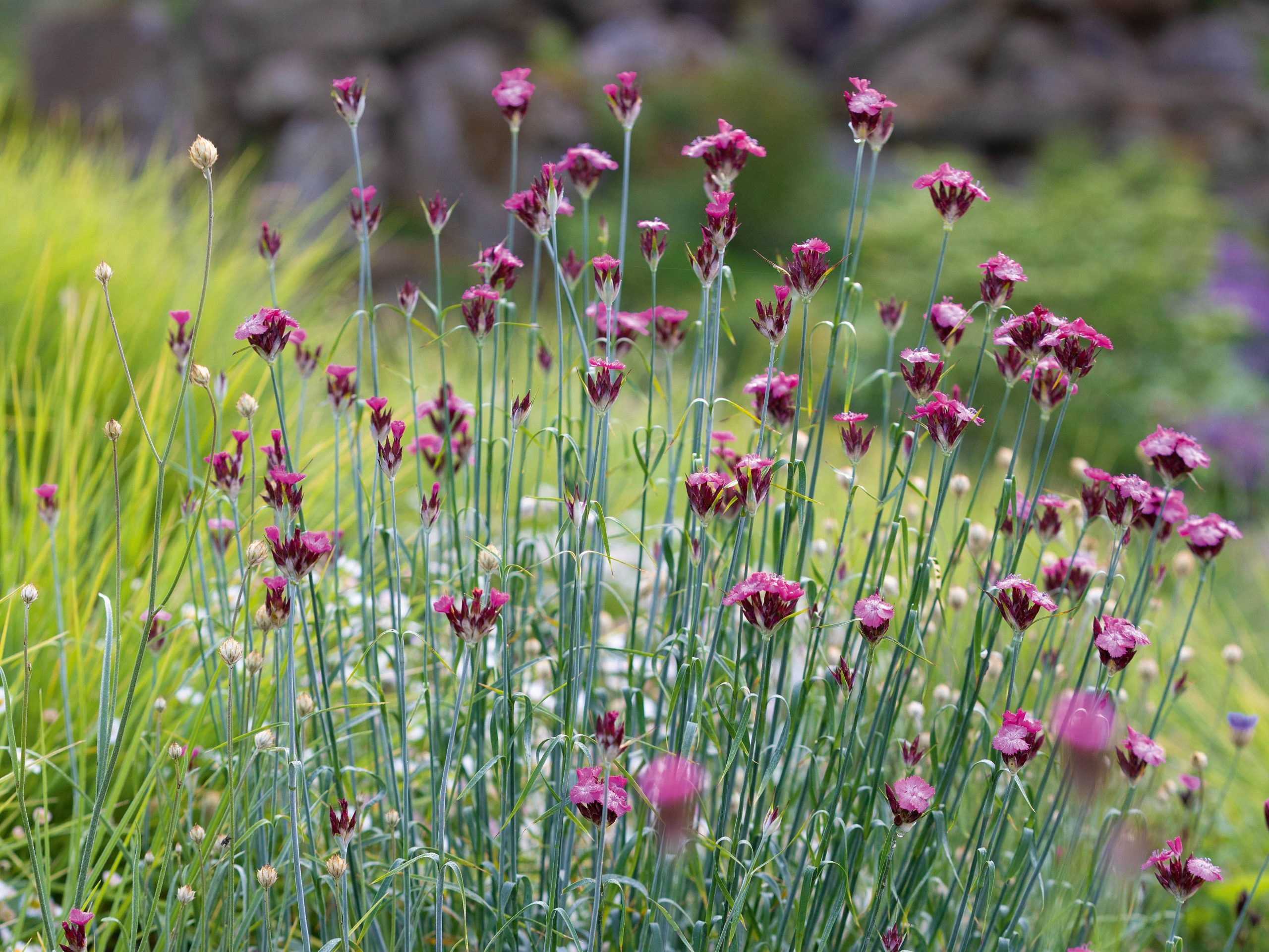 Dianthus carthusianorum