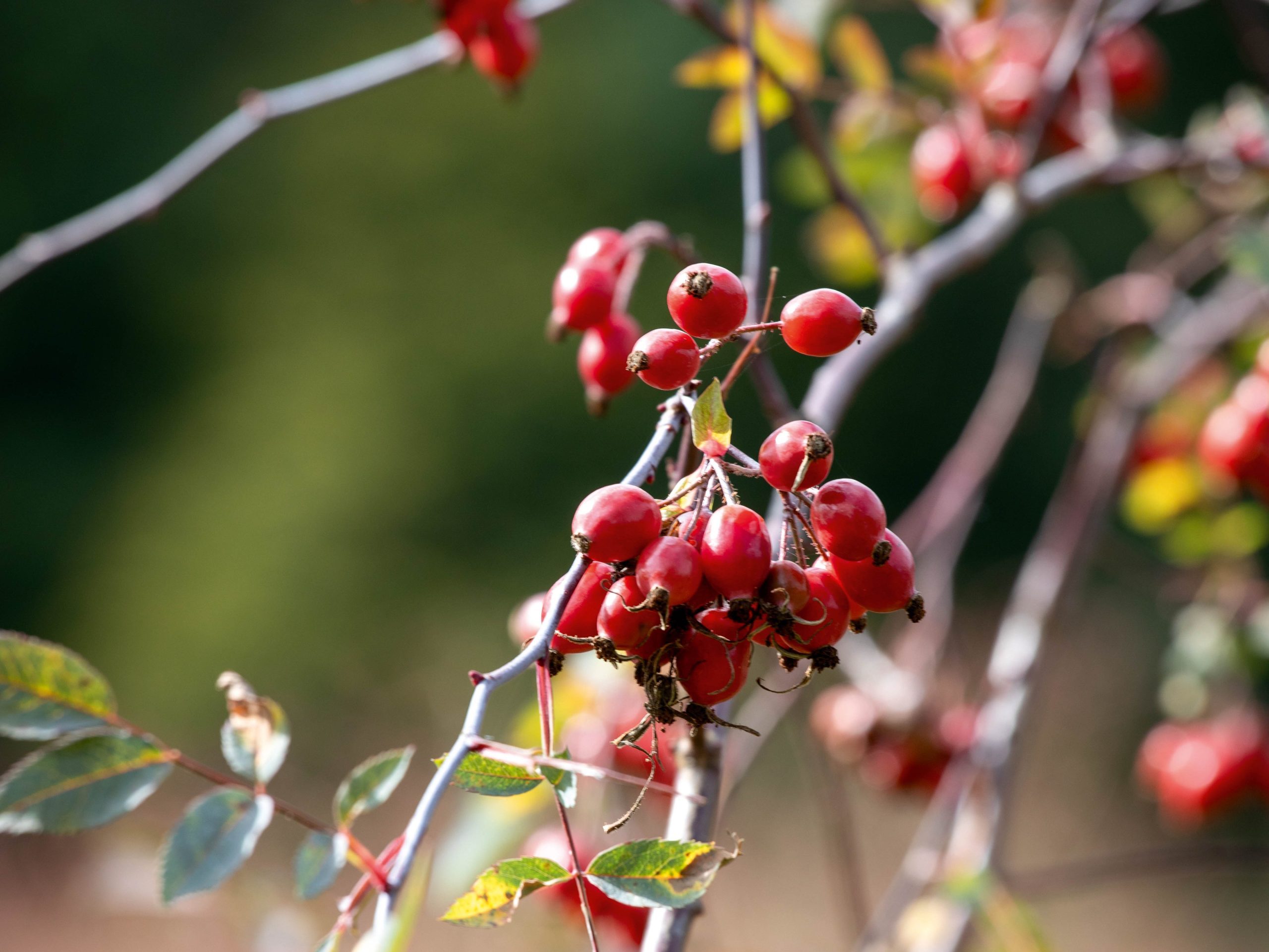 Rosa glauca