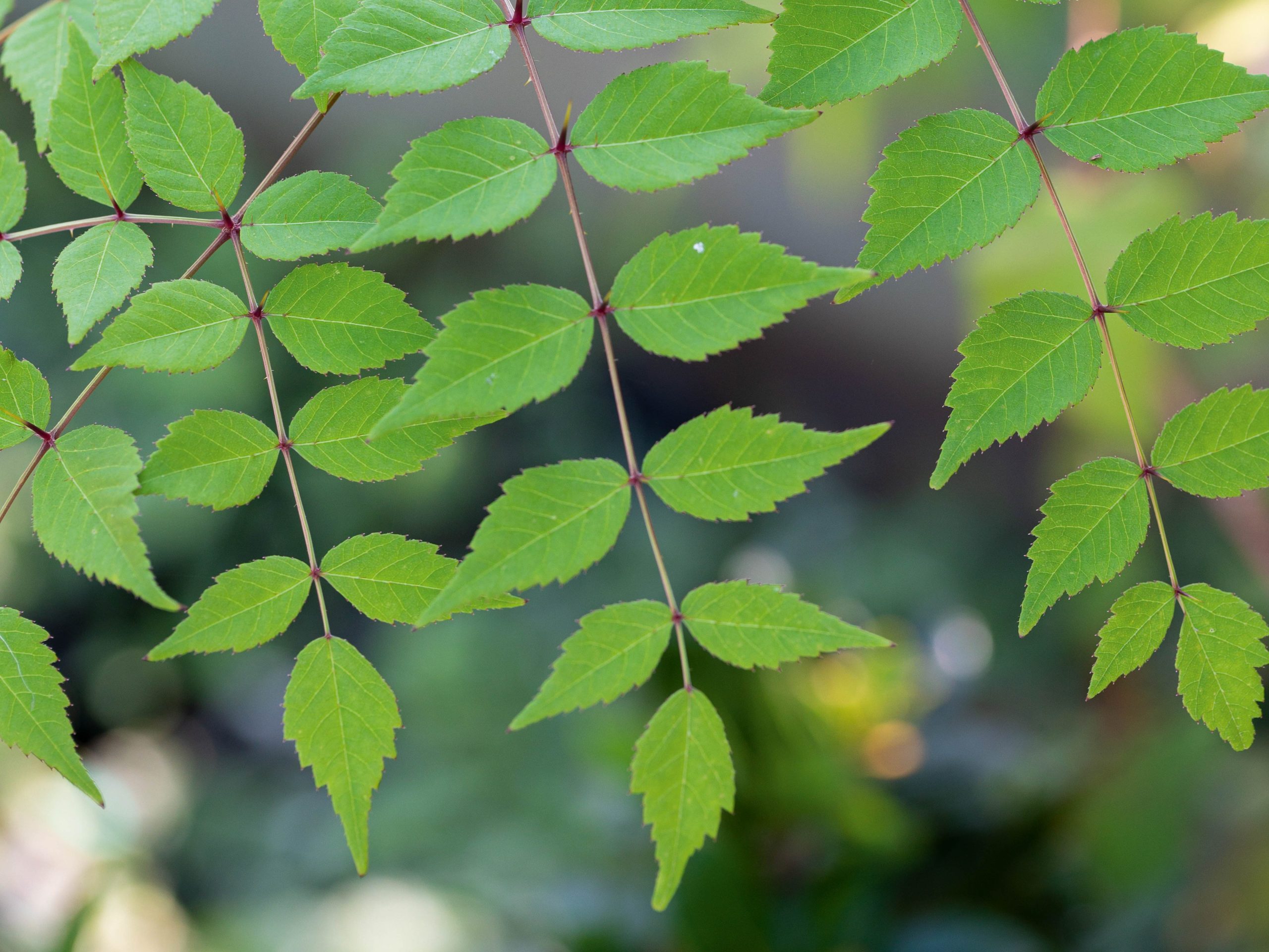 Aralia elata