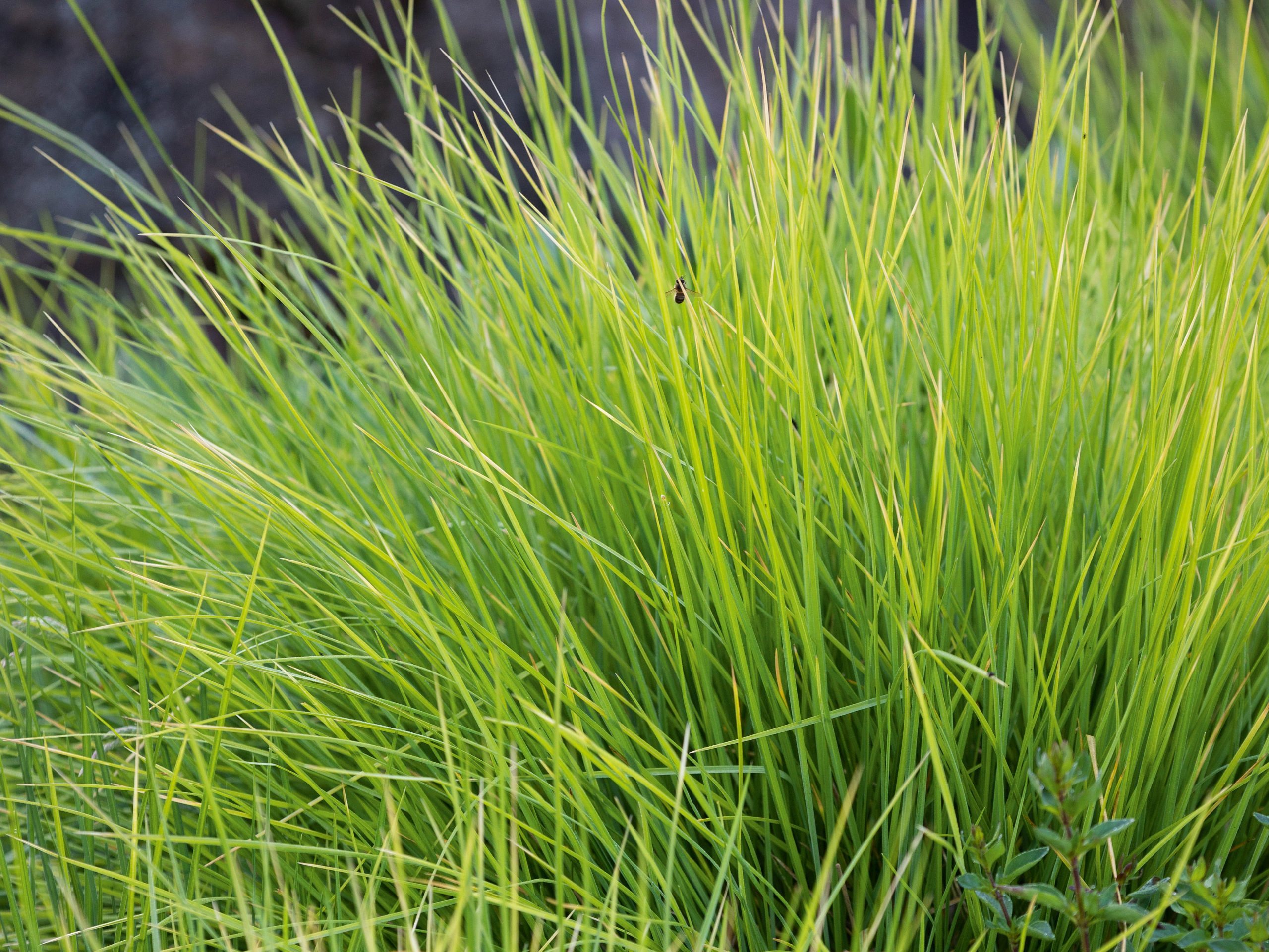 Sesleria autumnalis