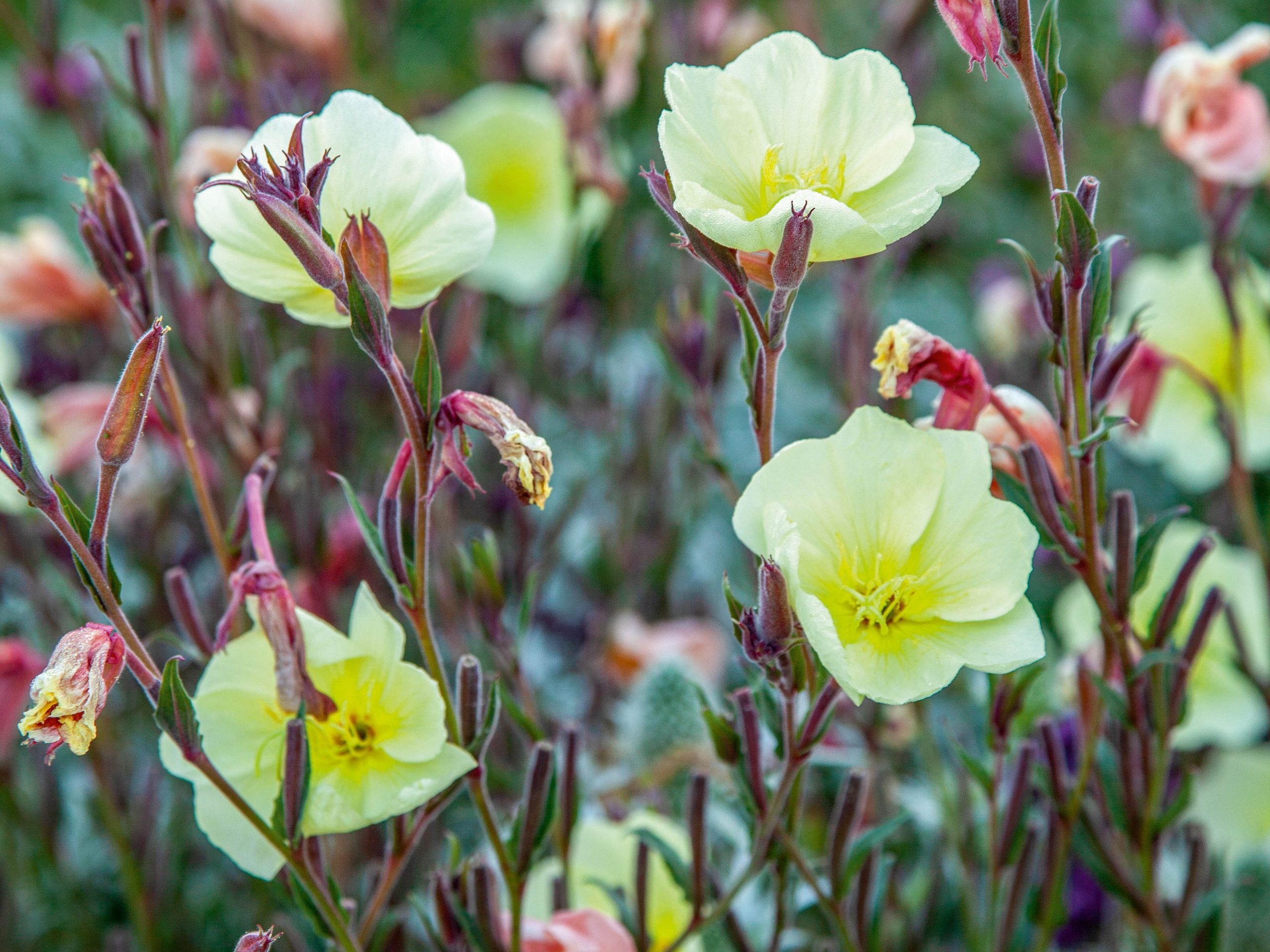 Oenothera stricta ‘Sulphurea’