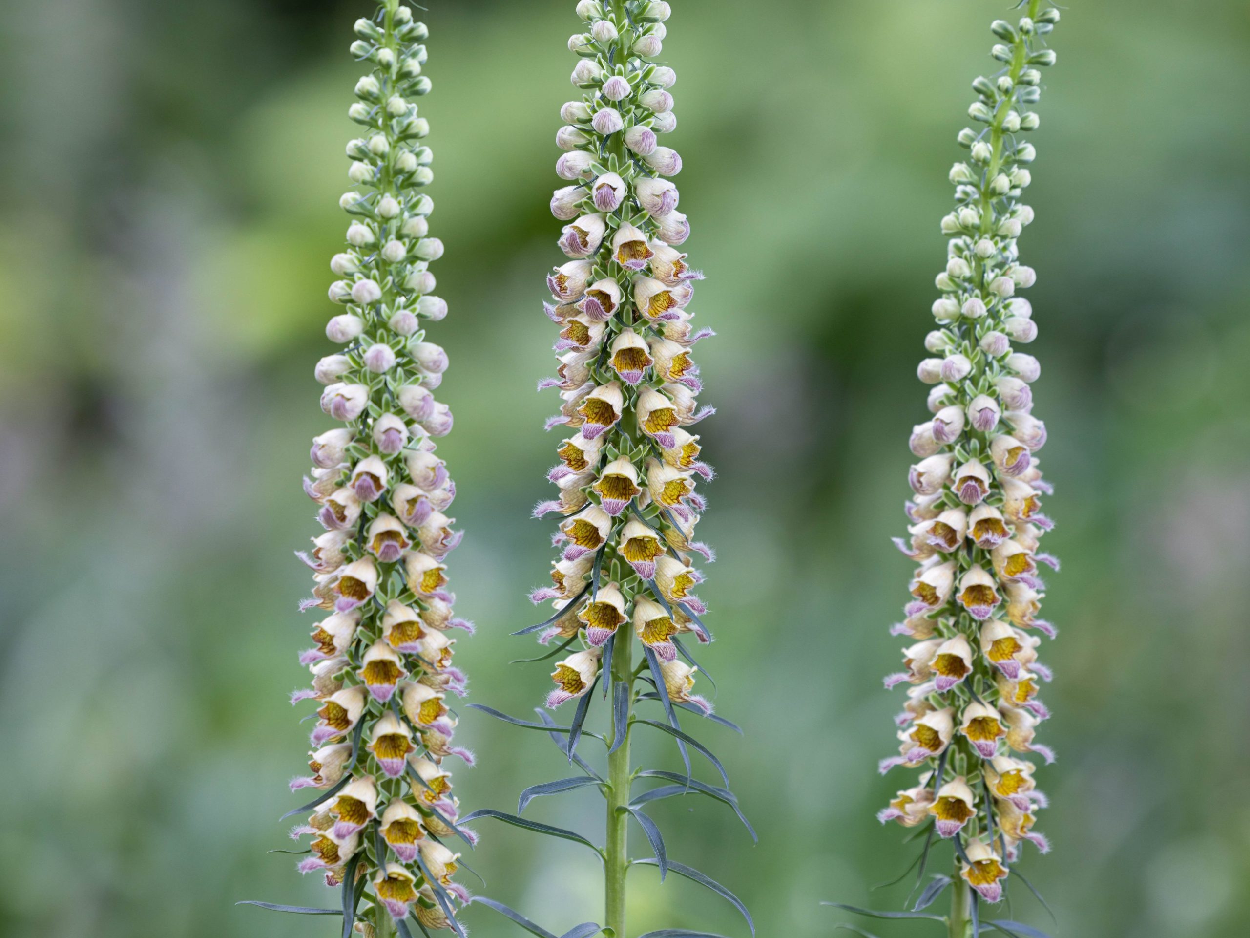 Digitalis ferruginea