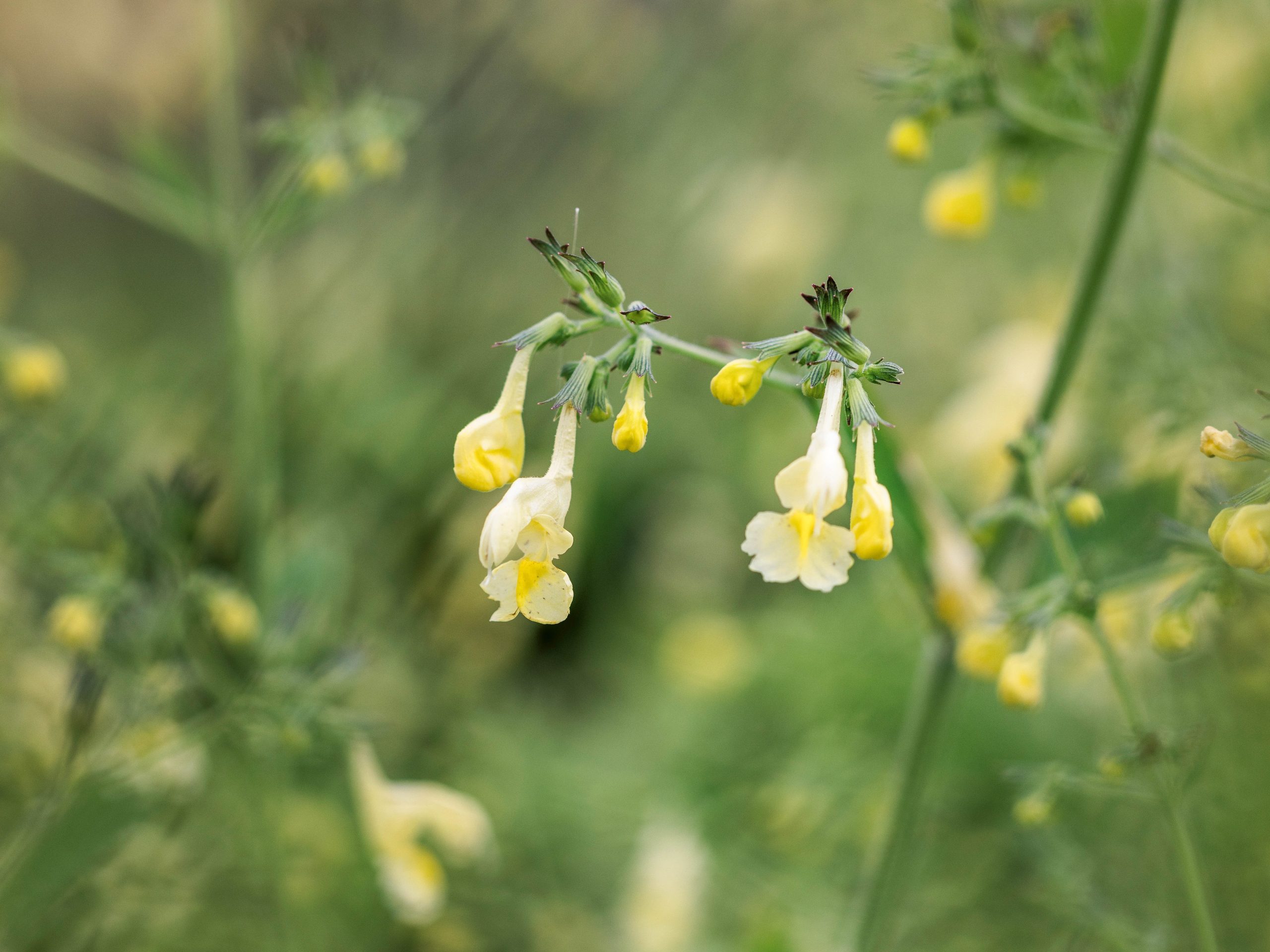 Nepeta goviana