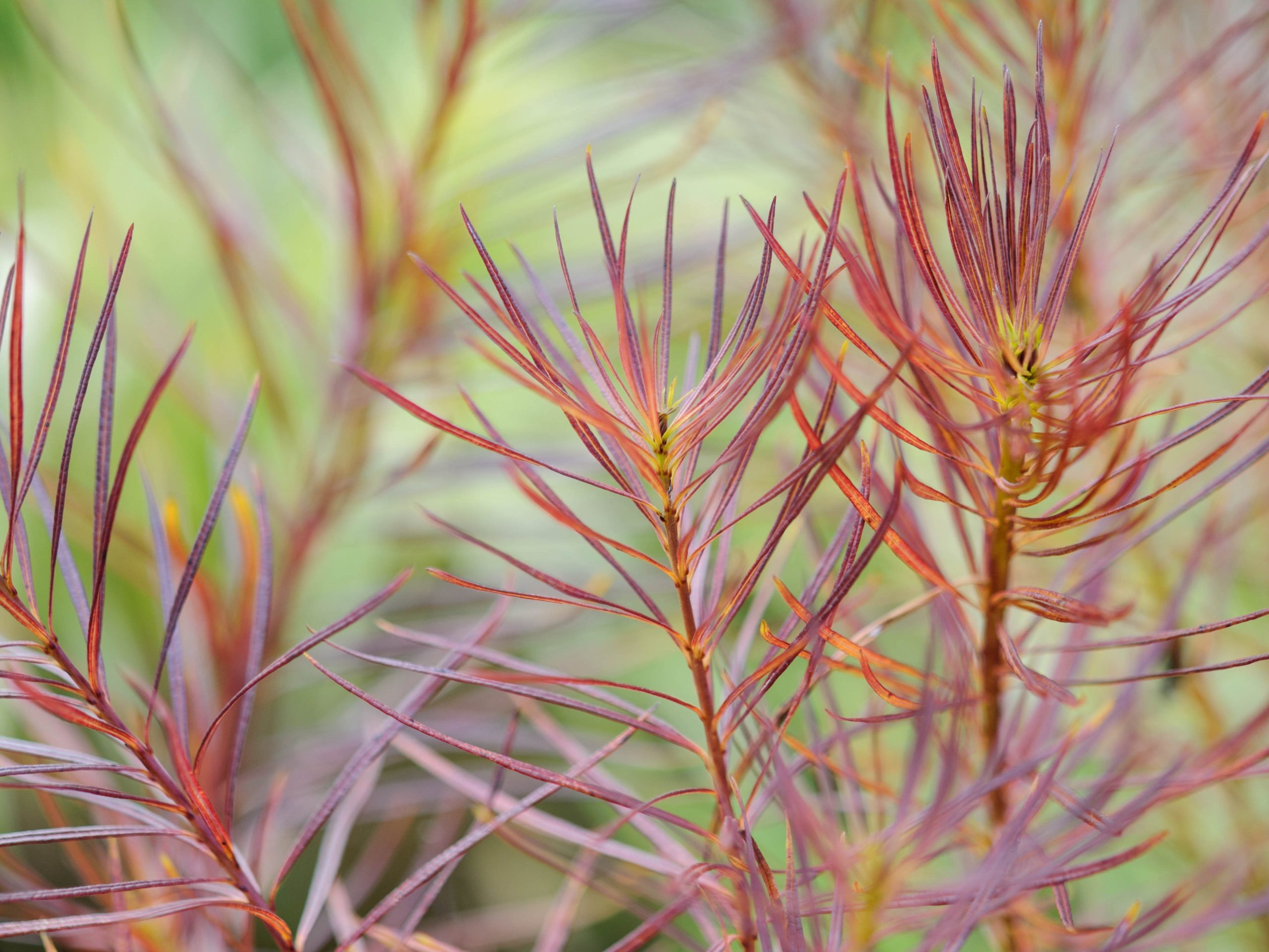 Amsonia hubrichtii