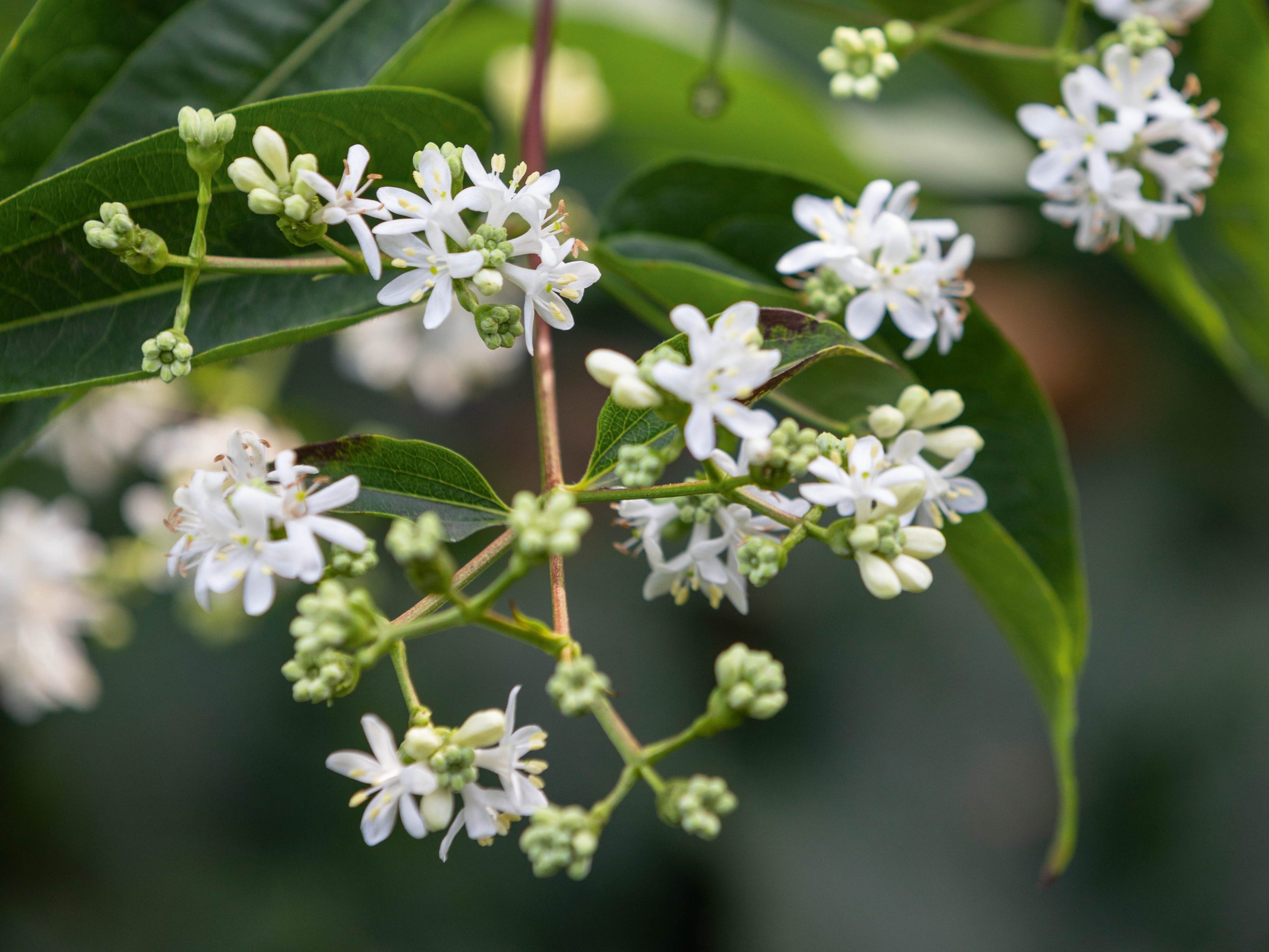 Heptacodium miconioides