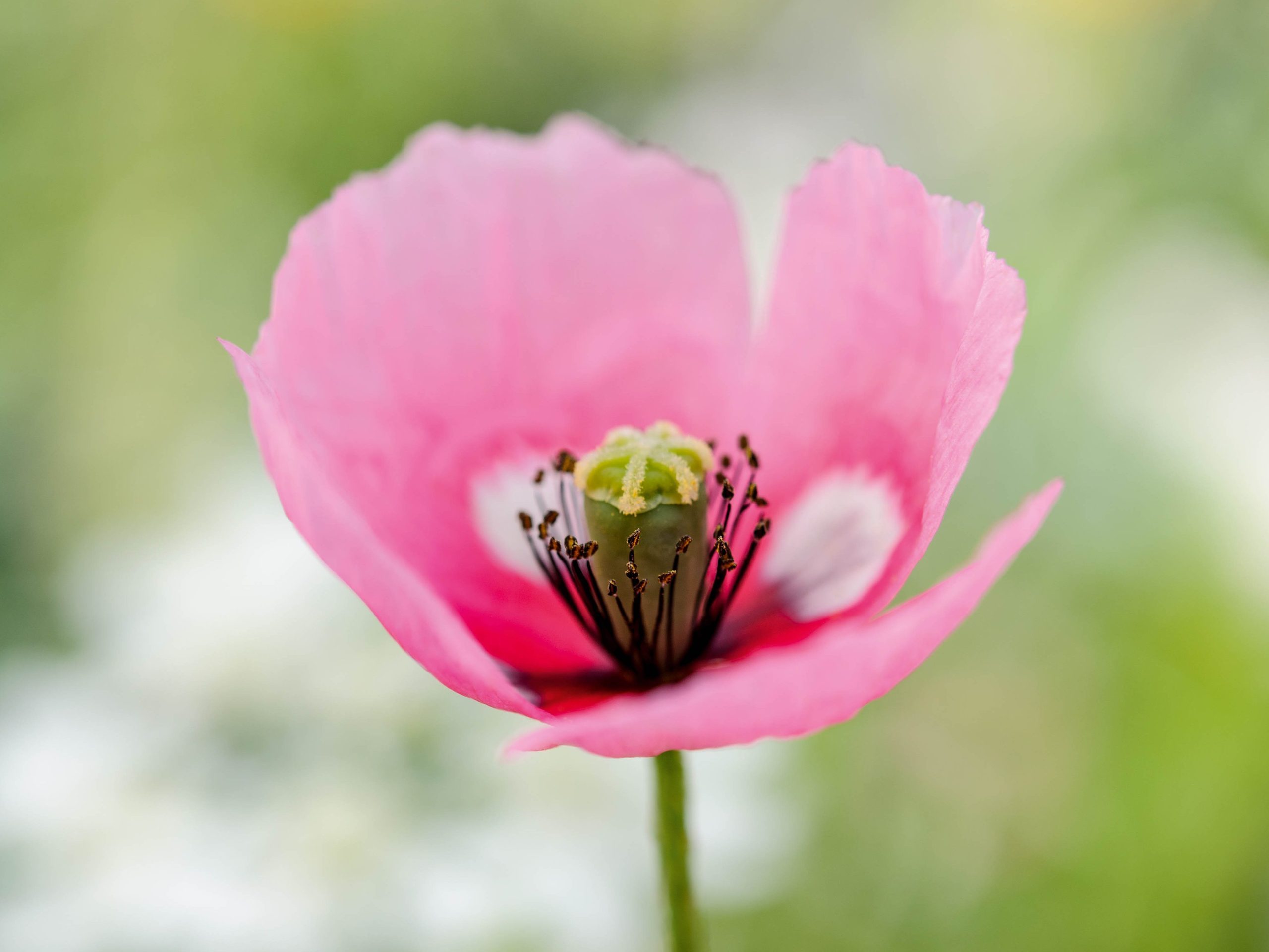 Papaver dubium subsp lecoqii var albiflorum