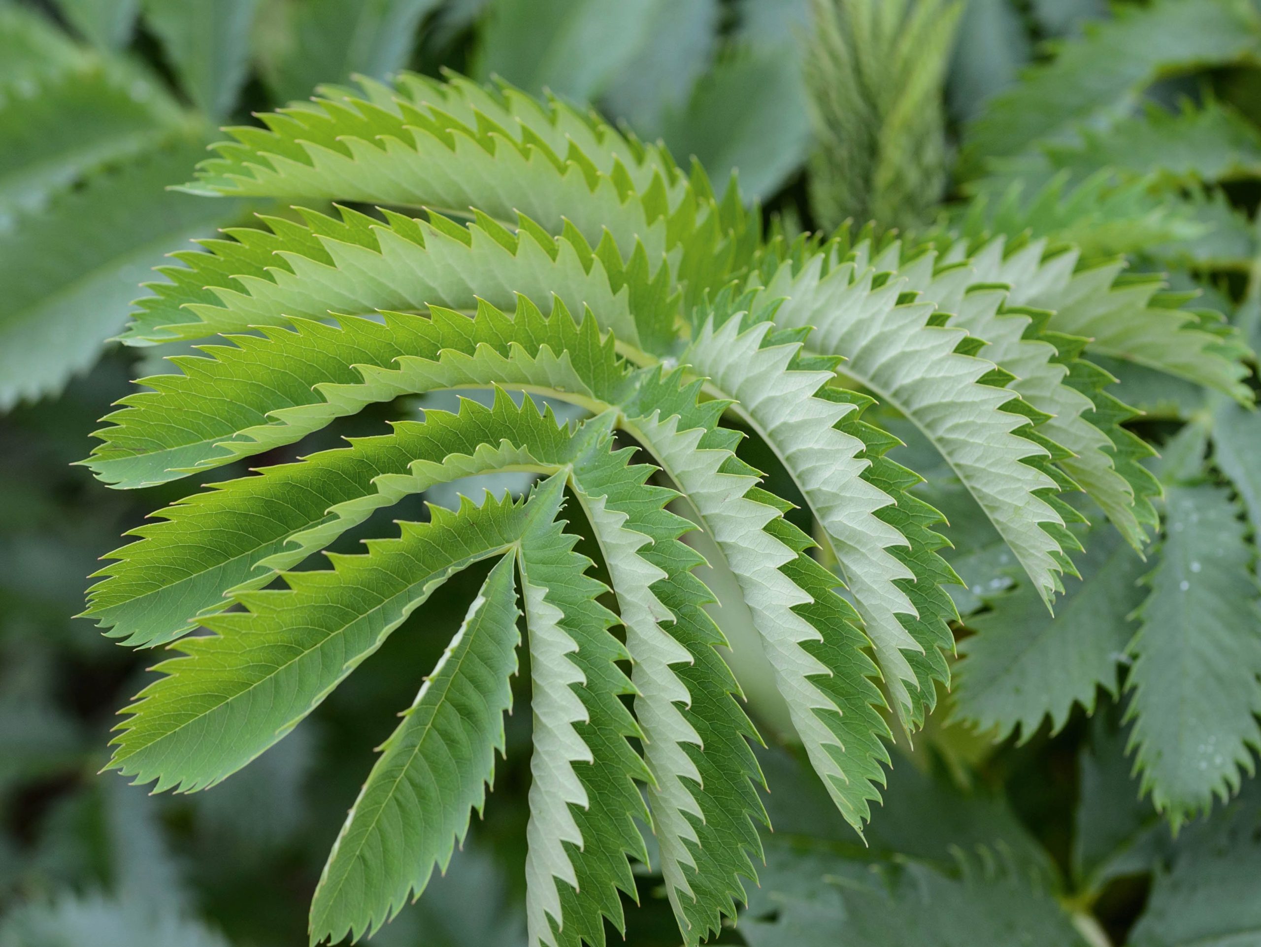 Melianthus major