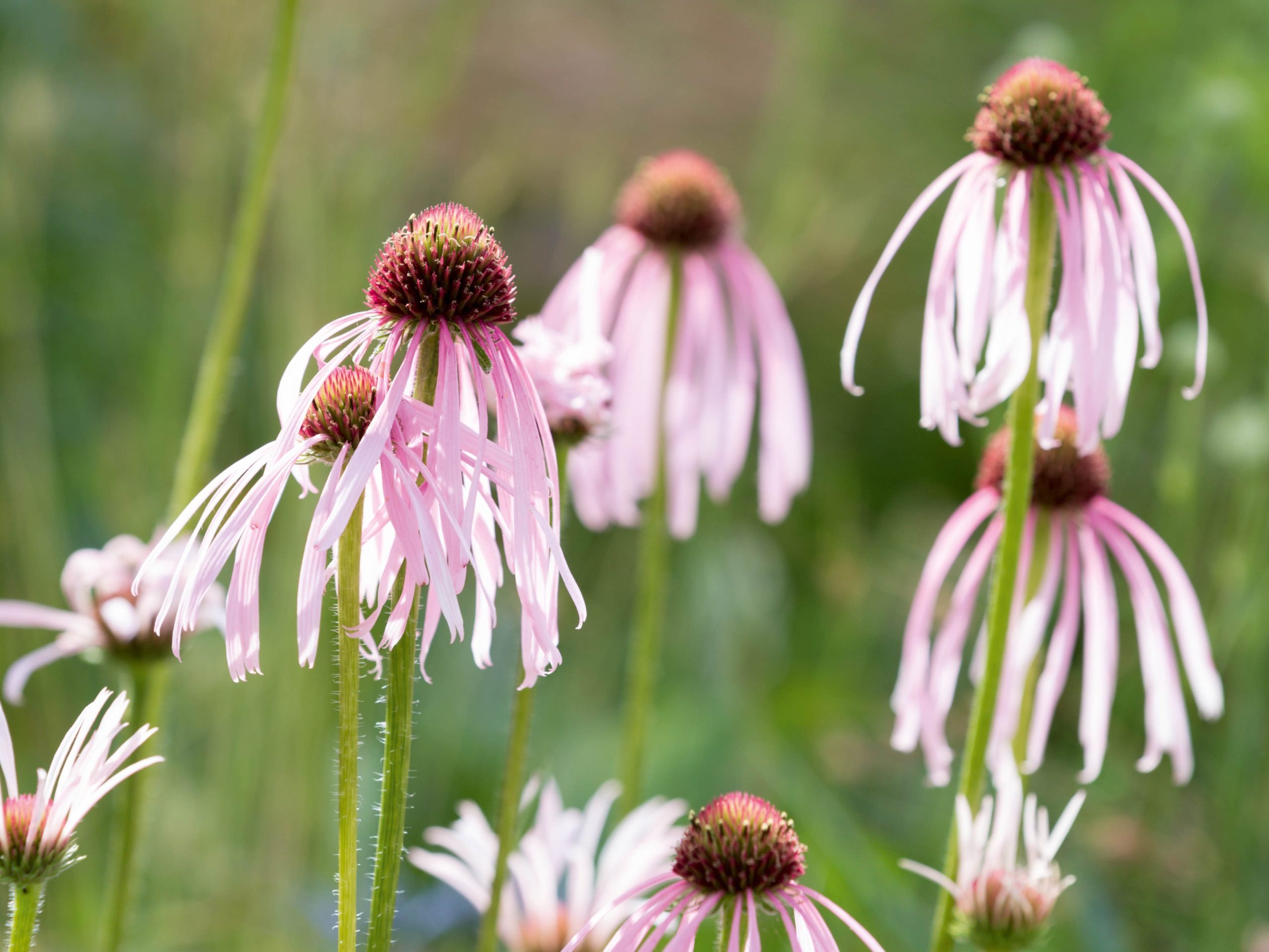 Echinacea pallida