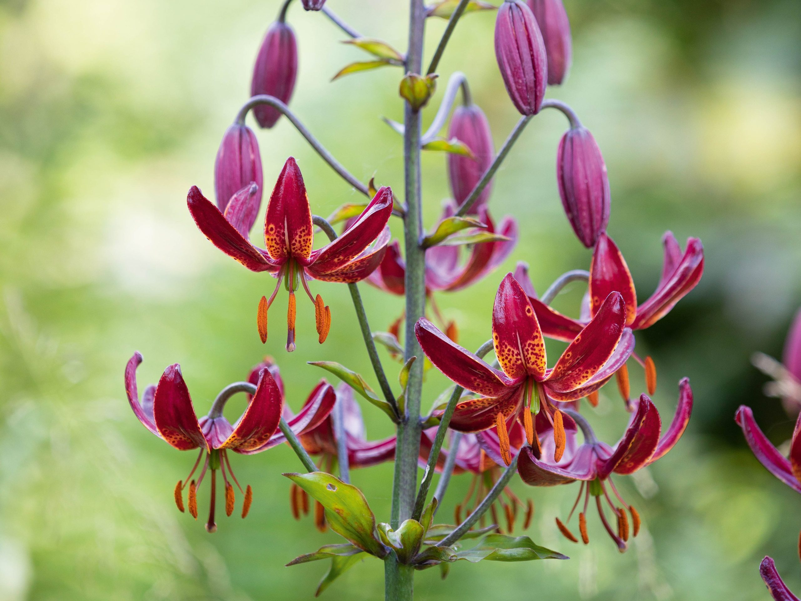 Lilium 'Claude Shride'