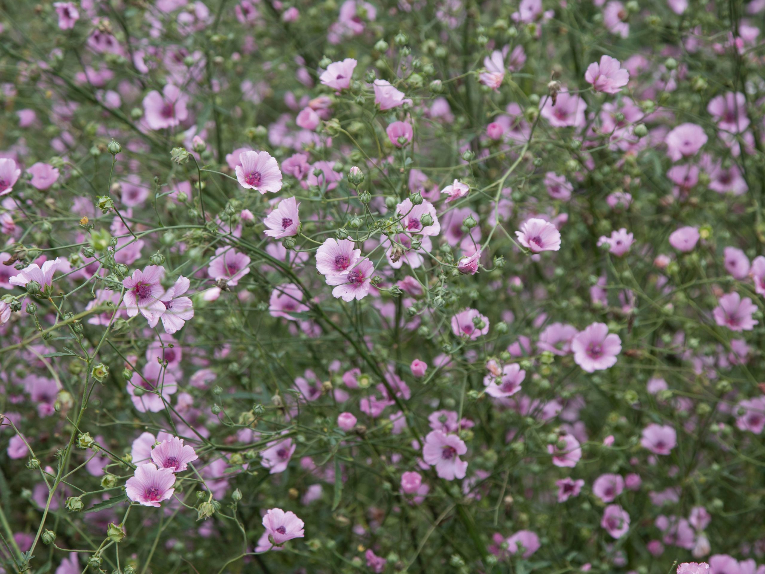 Althaea cannabina
