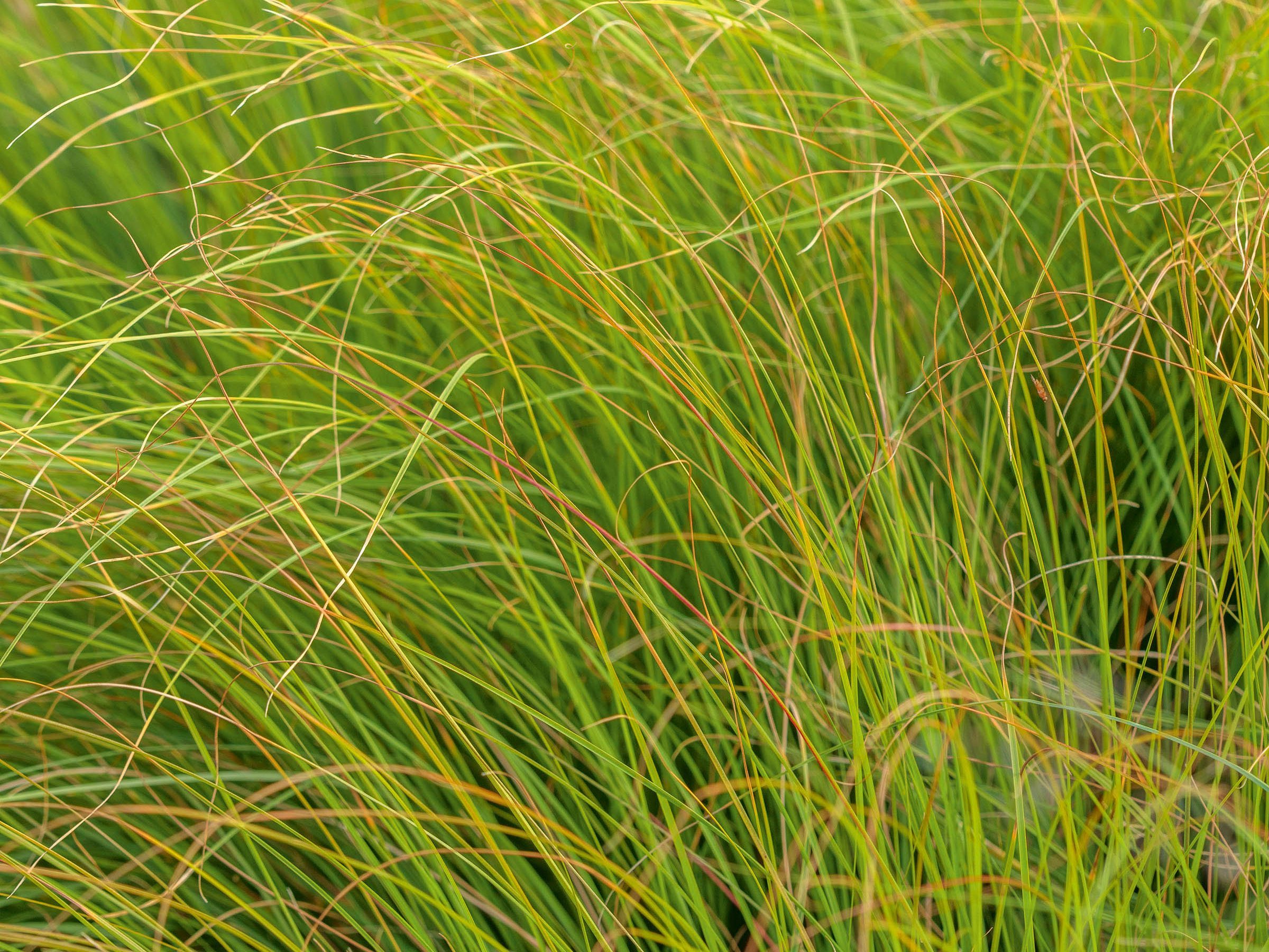 Sporobolus heterolepis