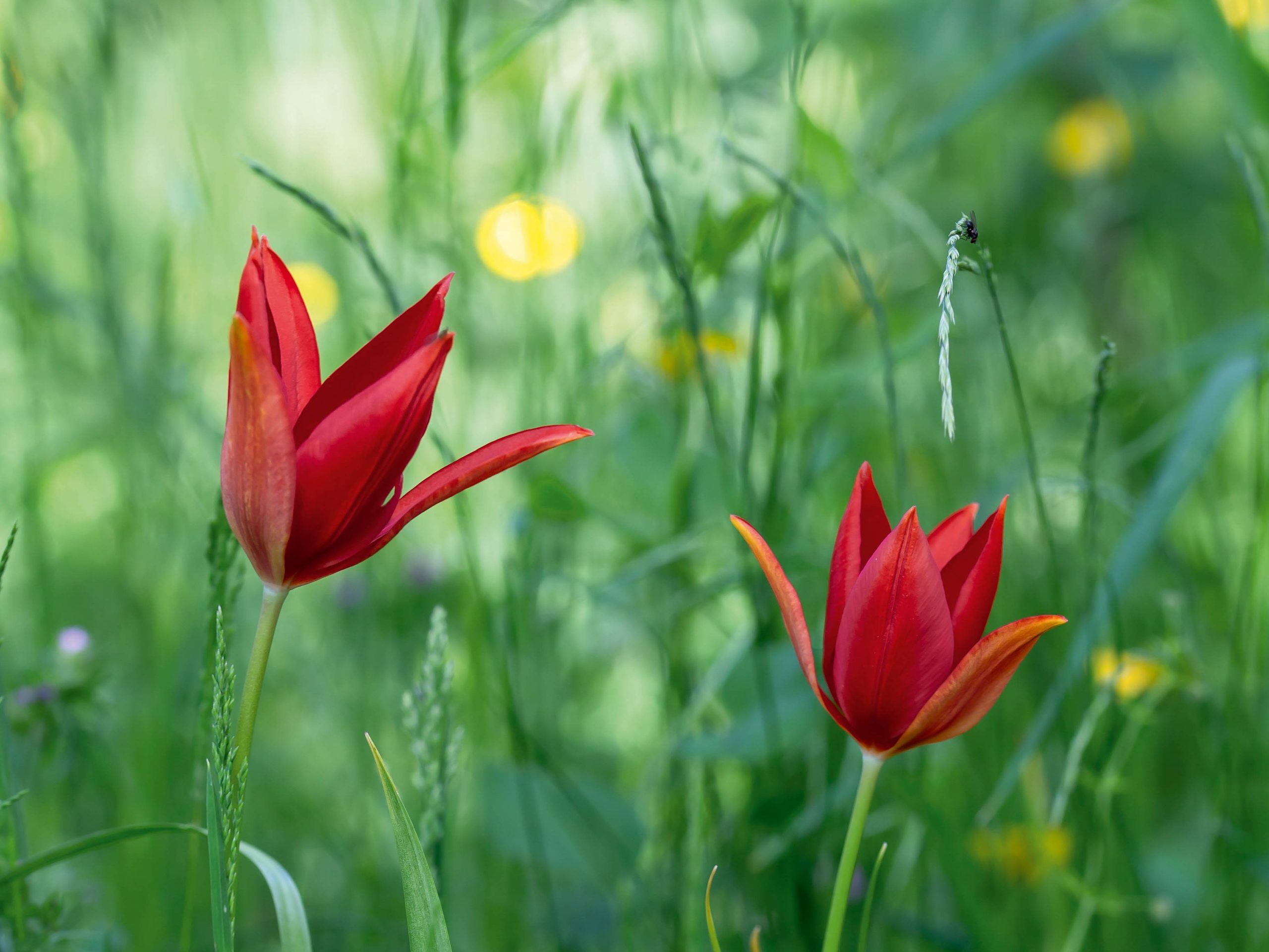 Tulipa sprengii