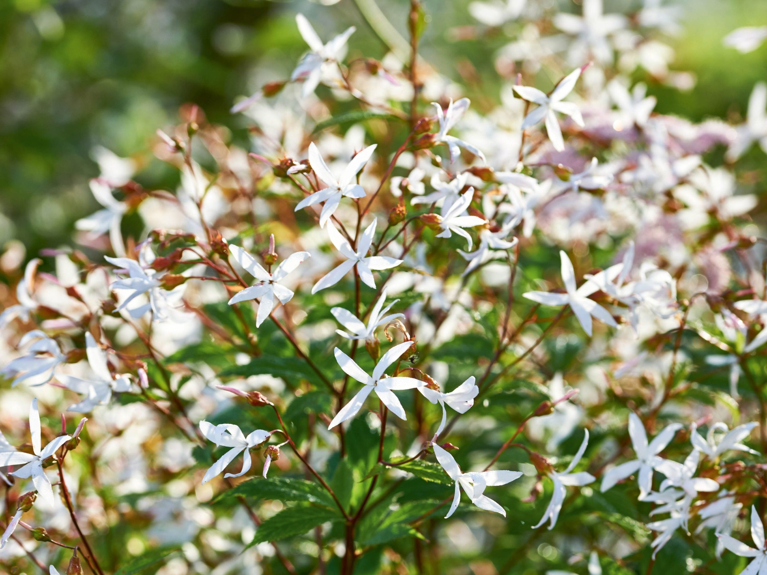 Gillenia trifoliata