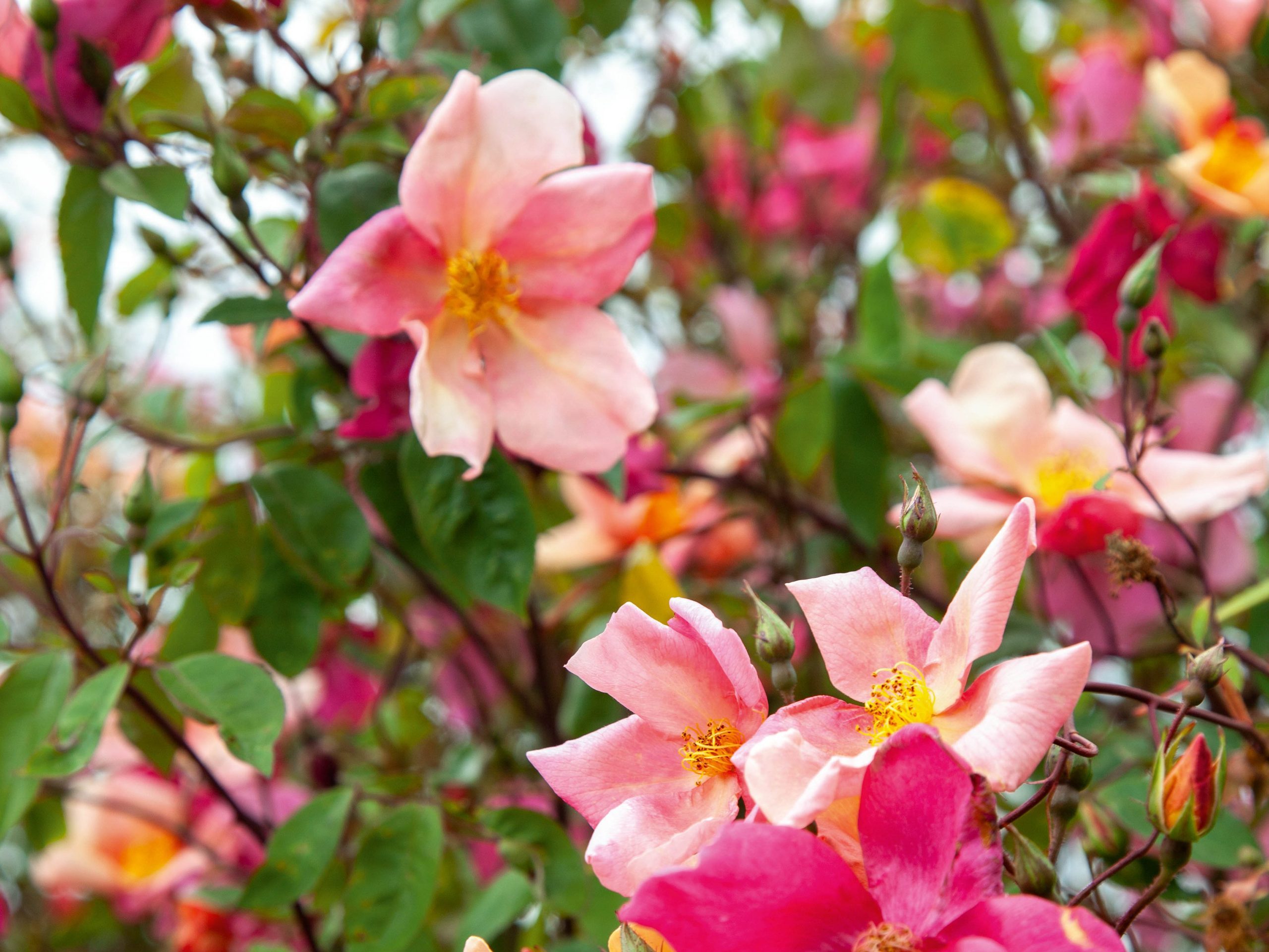 Rosa x odorata 'Mutabilis'